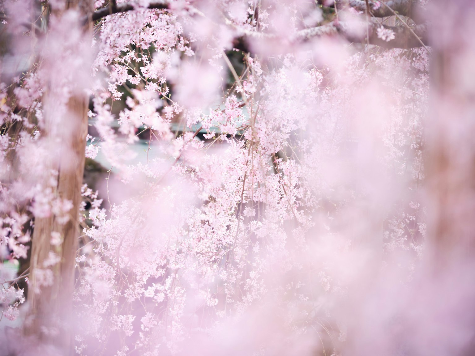 Fleurs de cerisier en pleine floraison pétales roses doux créent une atmosphère de rêve