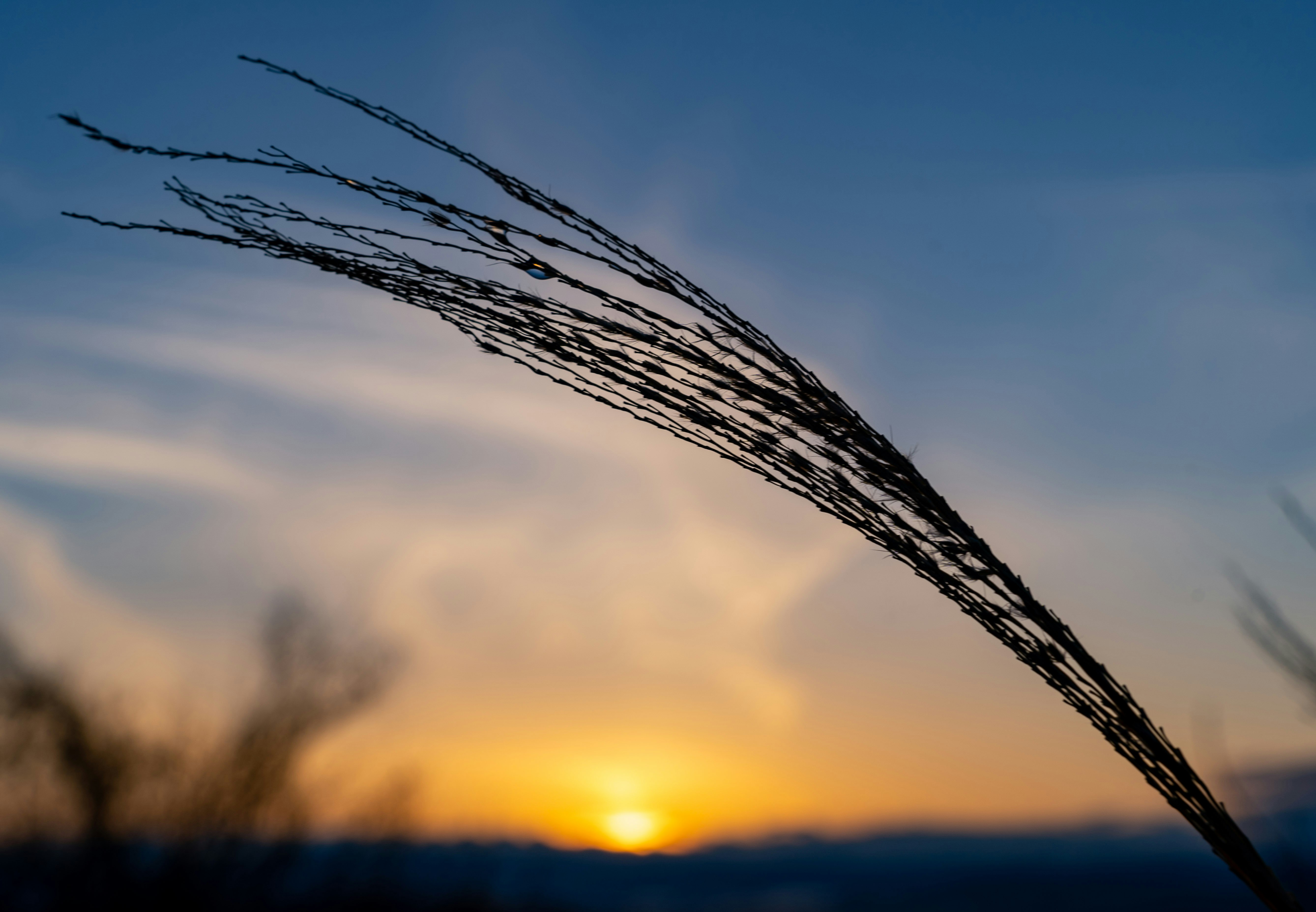 夕焼け空に伸びる草の穂先