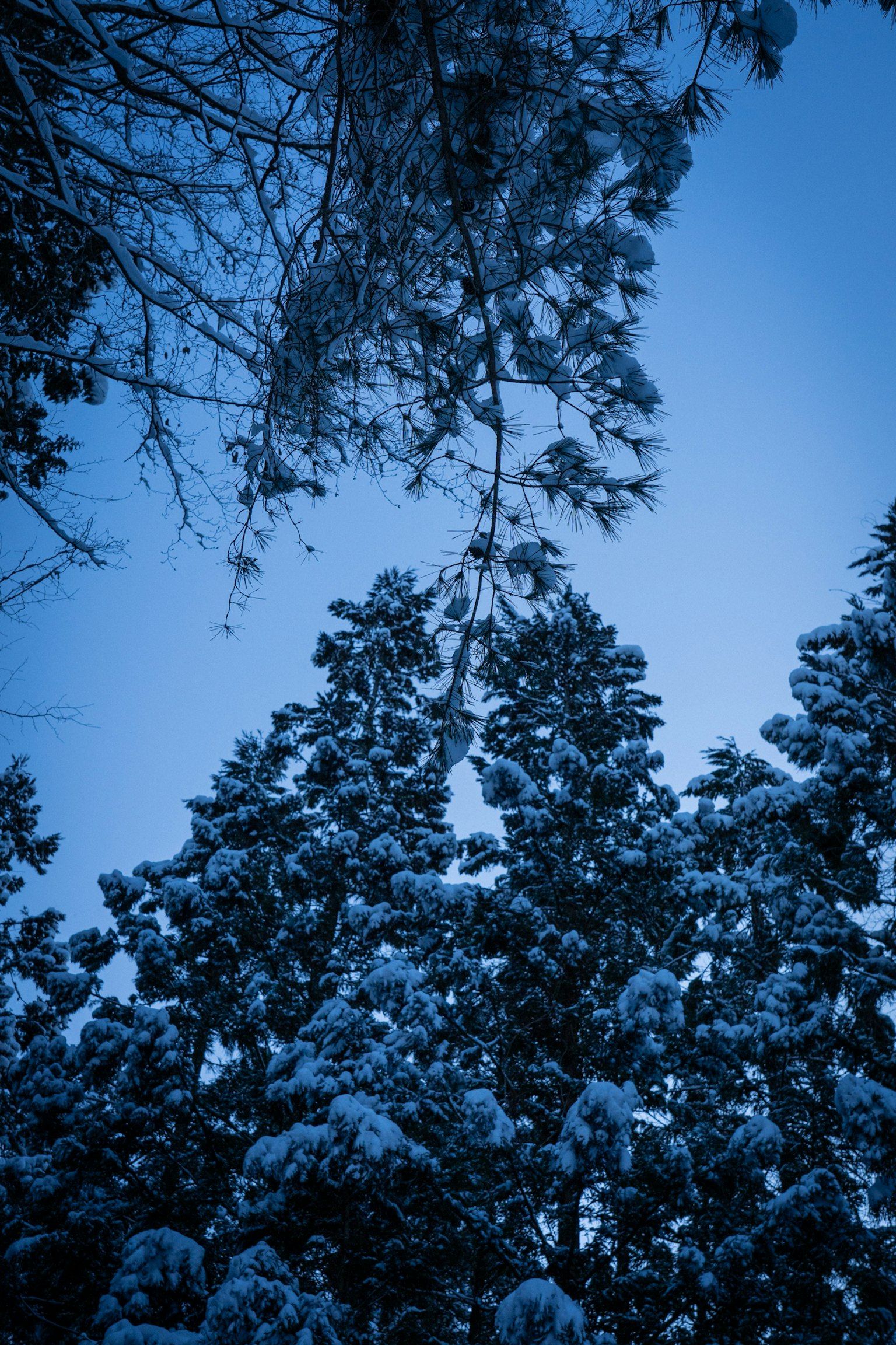 Snow-covered trees against a blue sky
