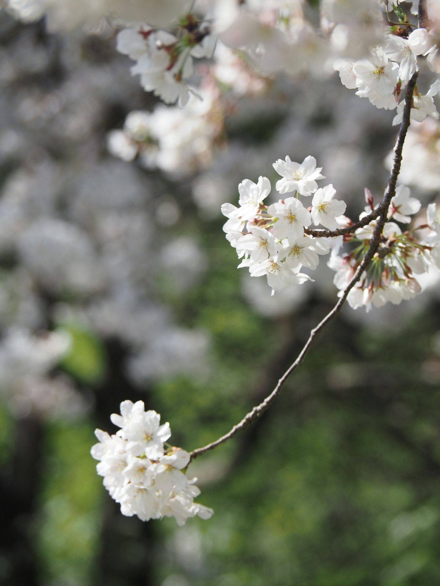 Close-up of cherry blossom branch with white flowers