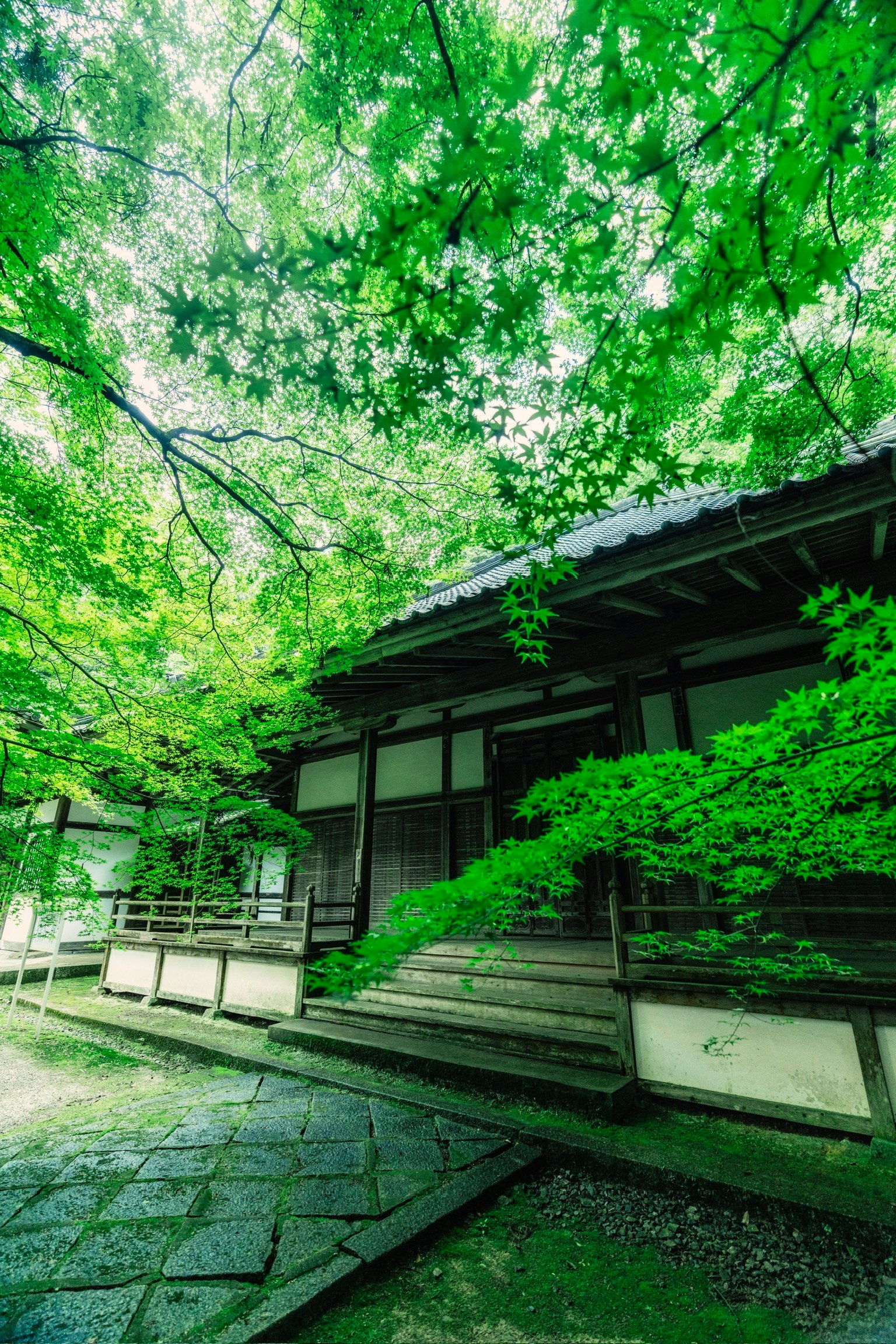 傳統日本房屋被郁郁蔥蔥的綠色環繞