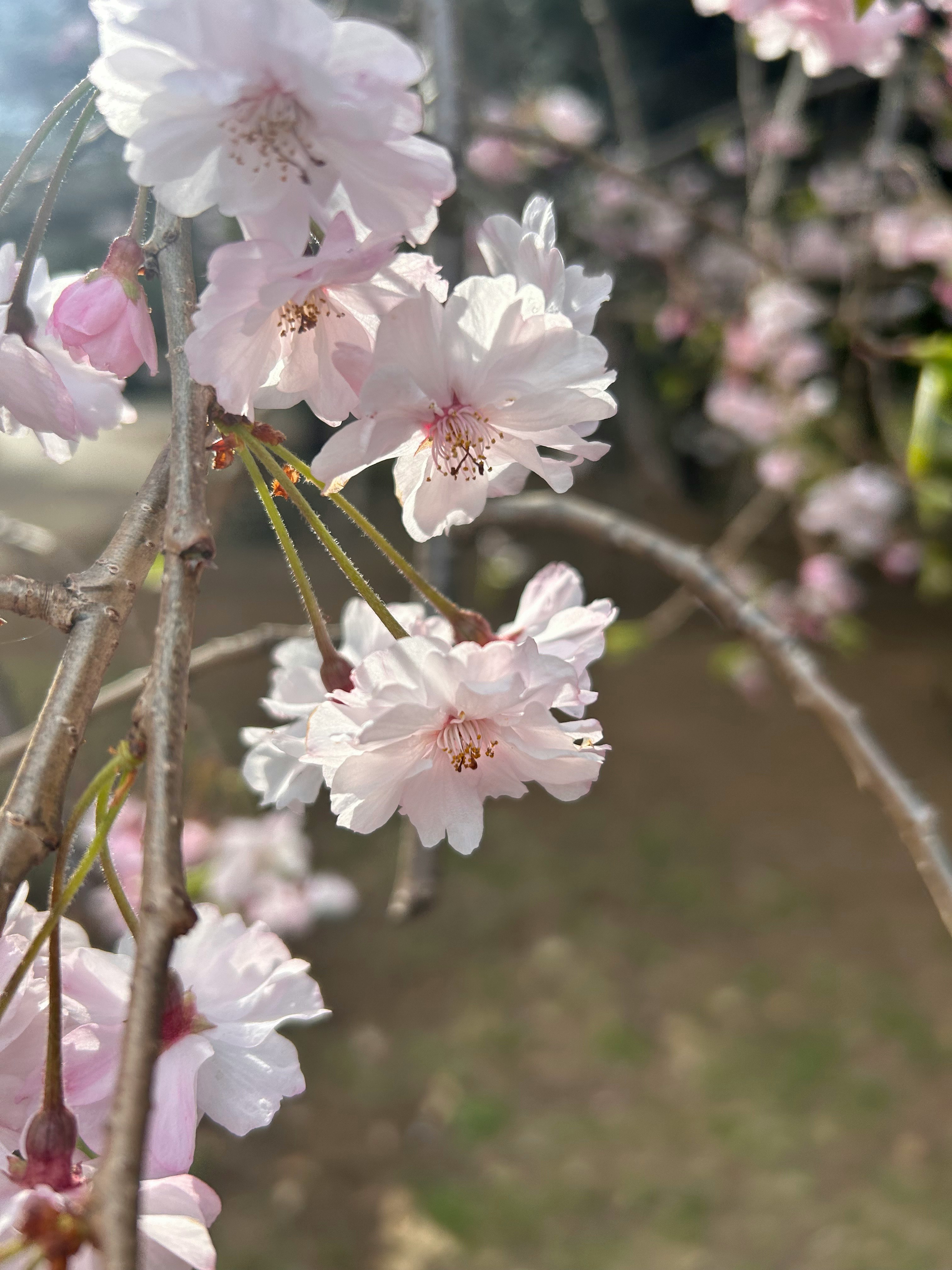 桜の花が枝に咲く春の庭