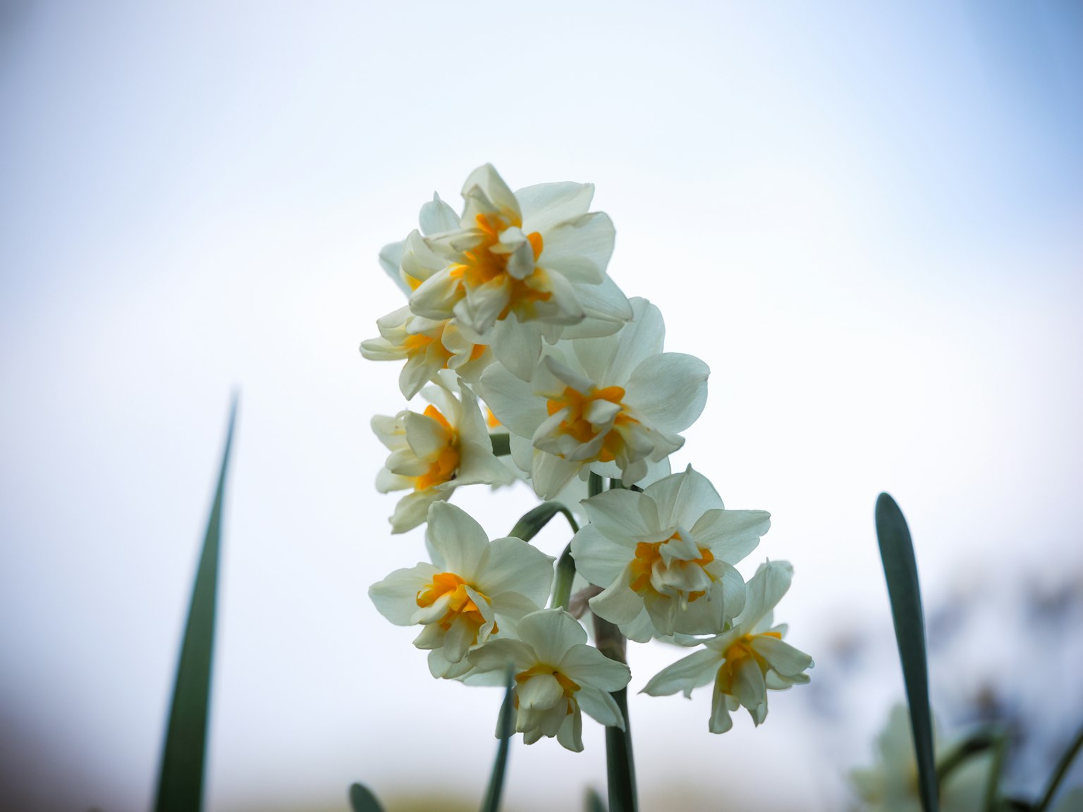 Nahaufnahme eines Straußes weißer Blumen mit orangefarbenen Zentren