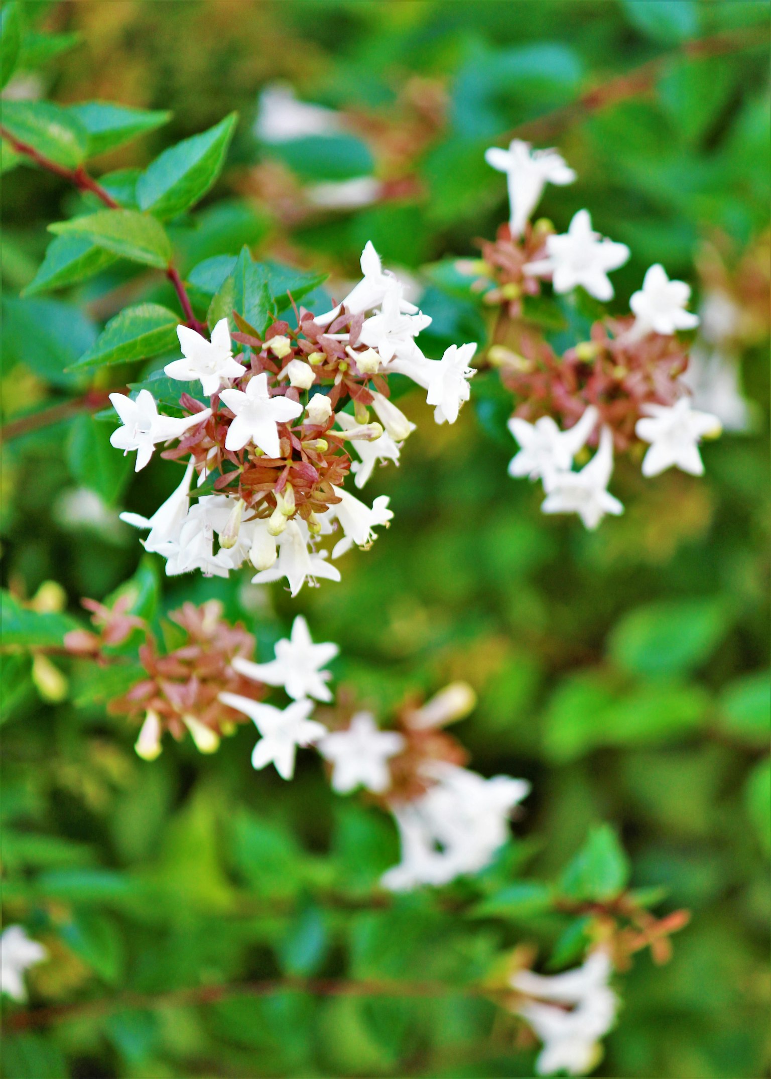 Primo piano di una pianta con fiori bianchi e foglie verdi