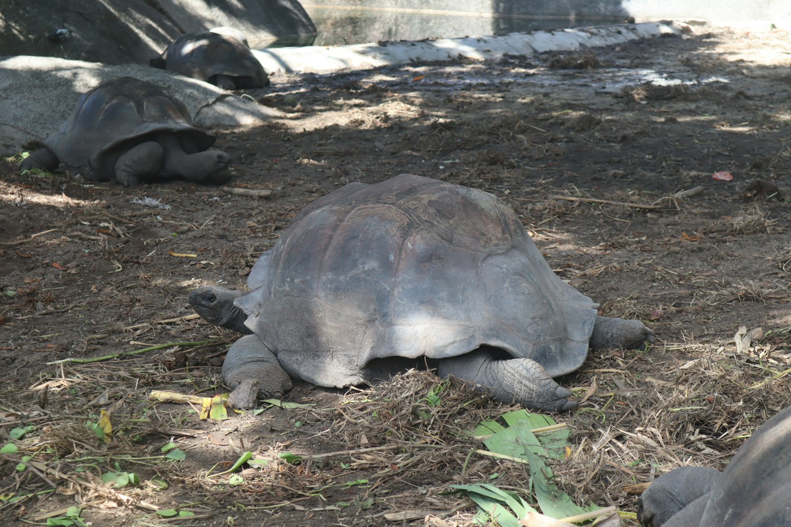 A tortoise resting in the shade