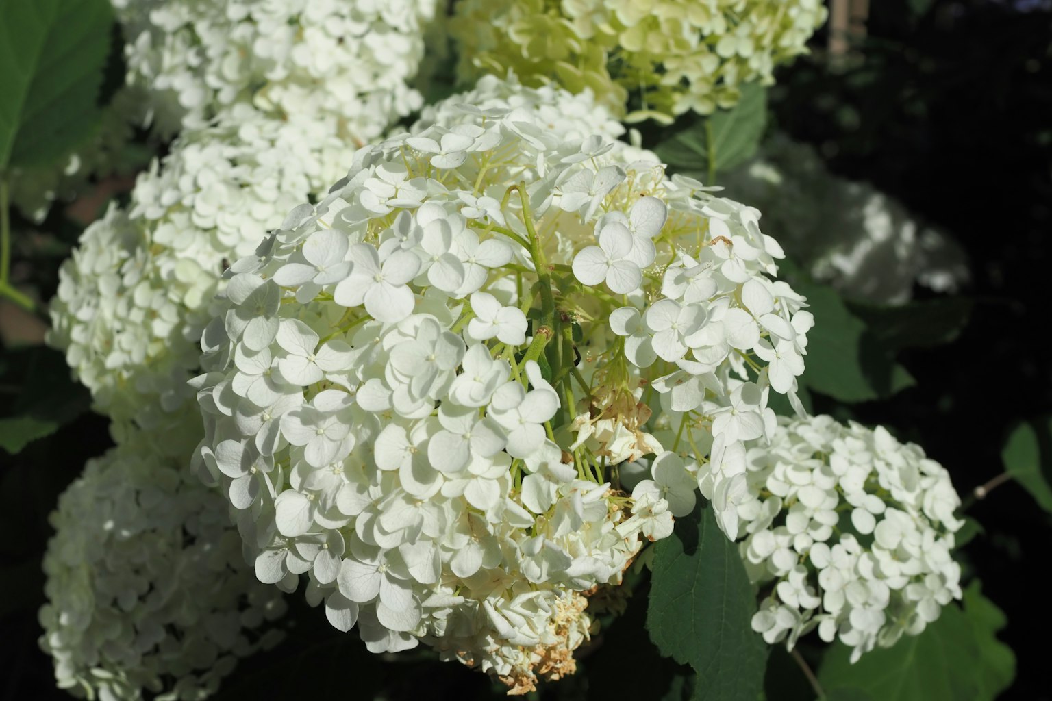 Nahaufnahme einer blühenden Pflanze mit weißen Blüten, umgeben von grünen Blättern