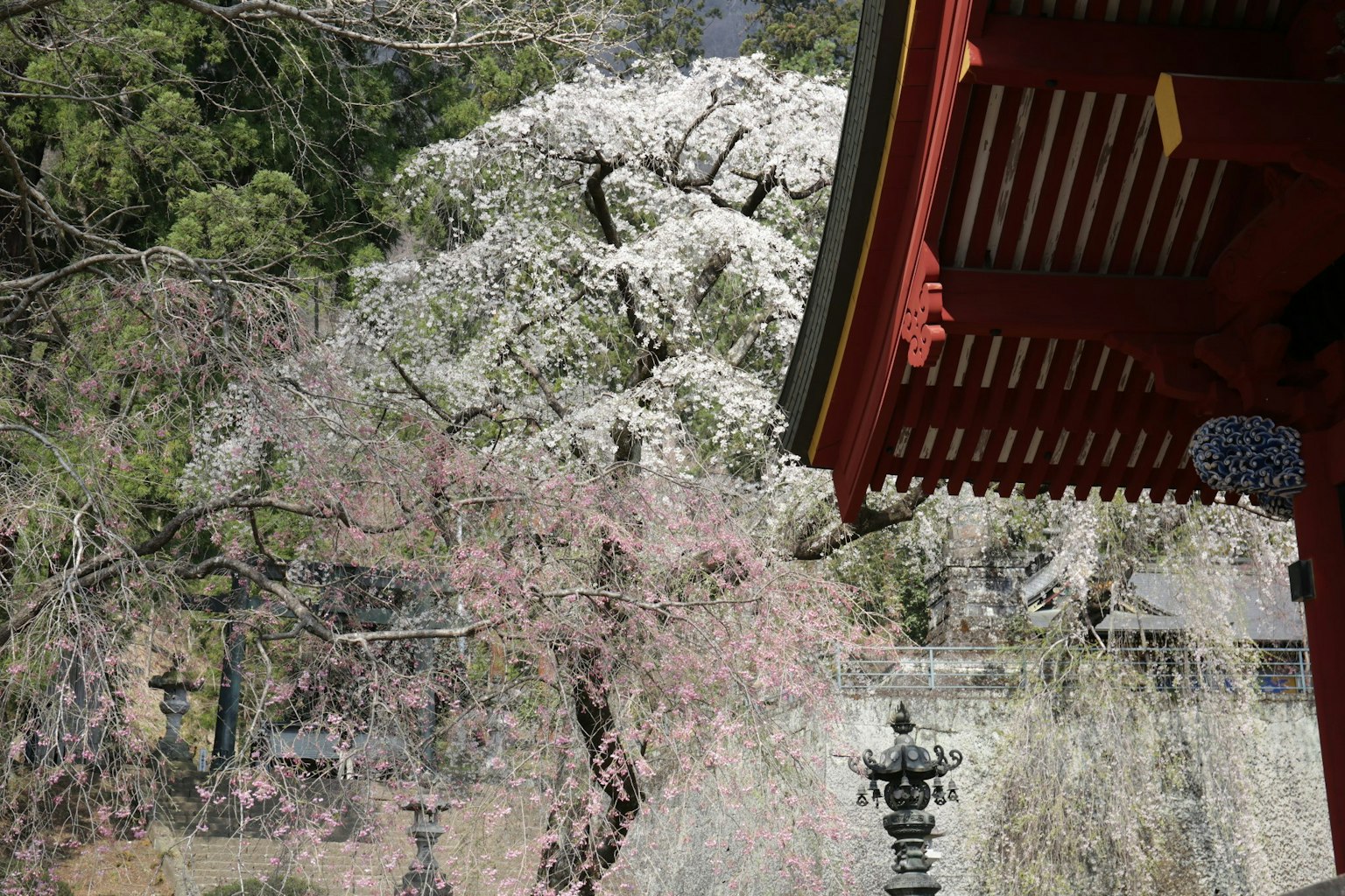 Vista del techo rojo de un templo y cerezos en flor