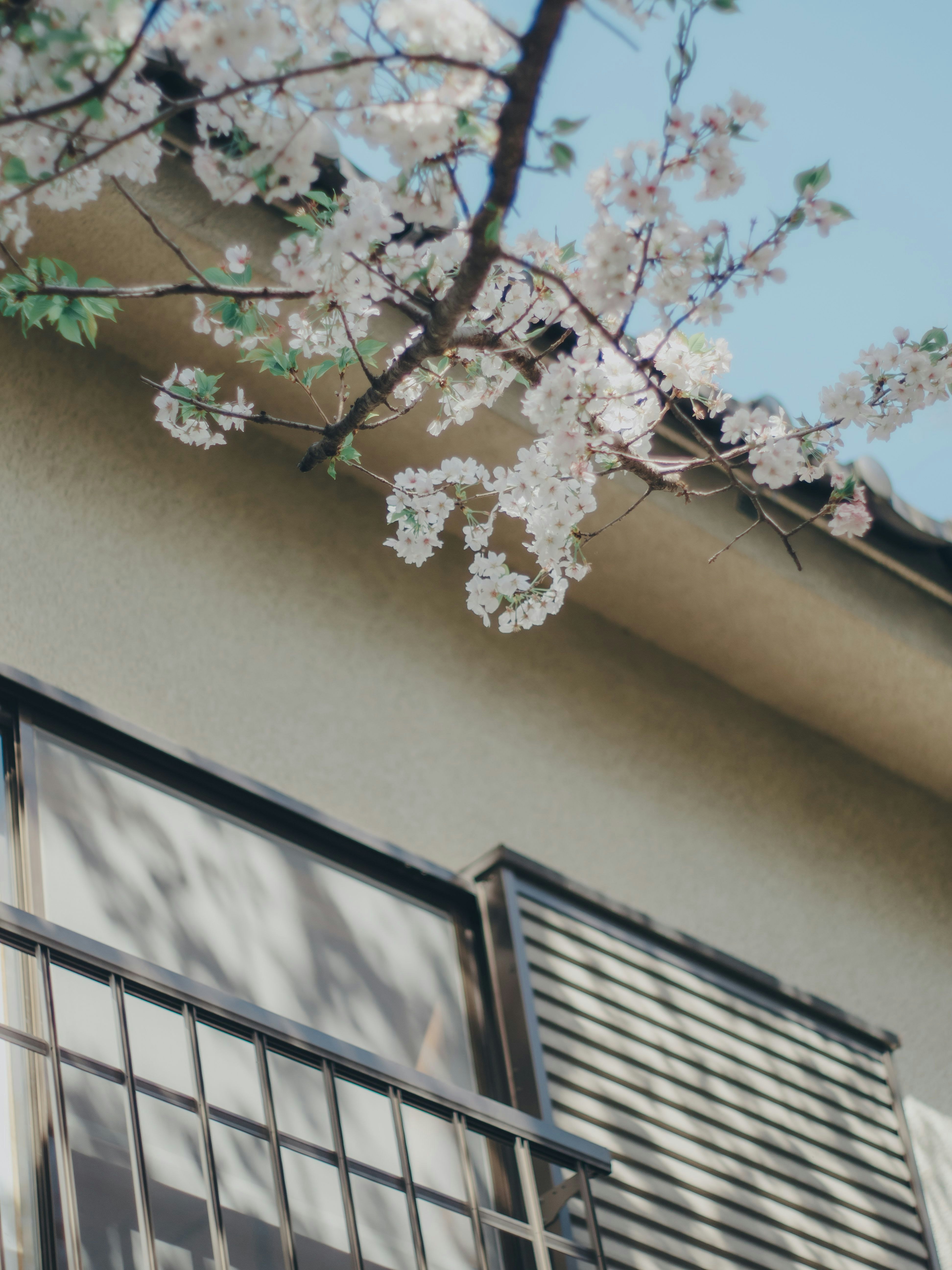 壁沿いに咲く桜の枝と建物の外観