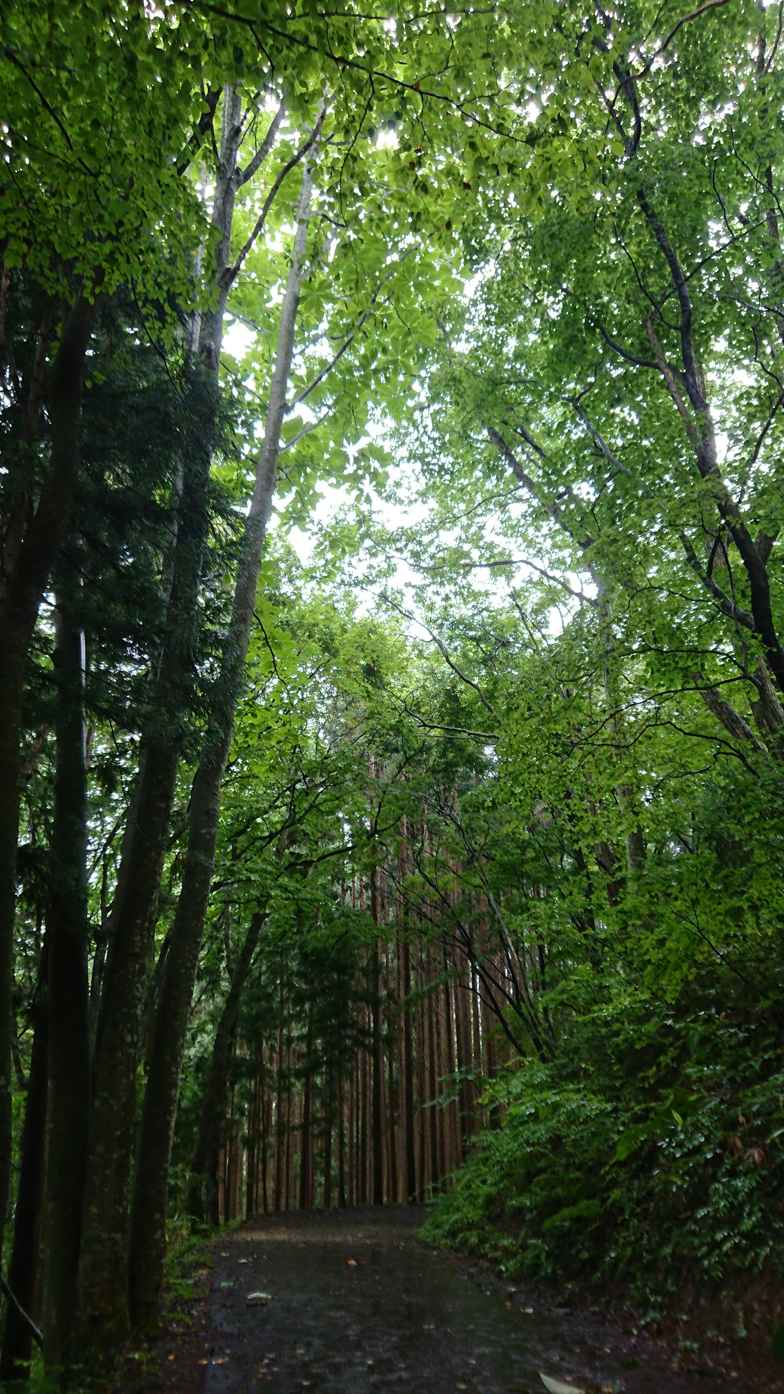 Jalan setapak di hutan lebat dengan pohon-pohon tinggi