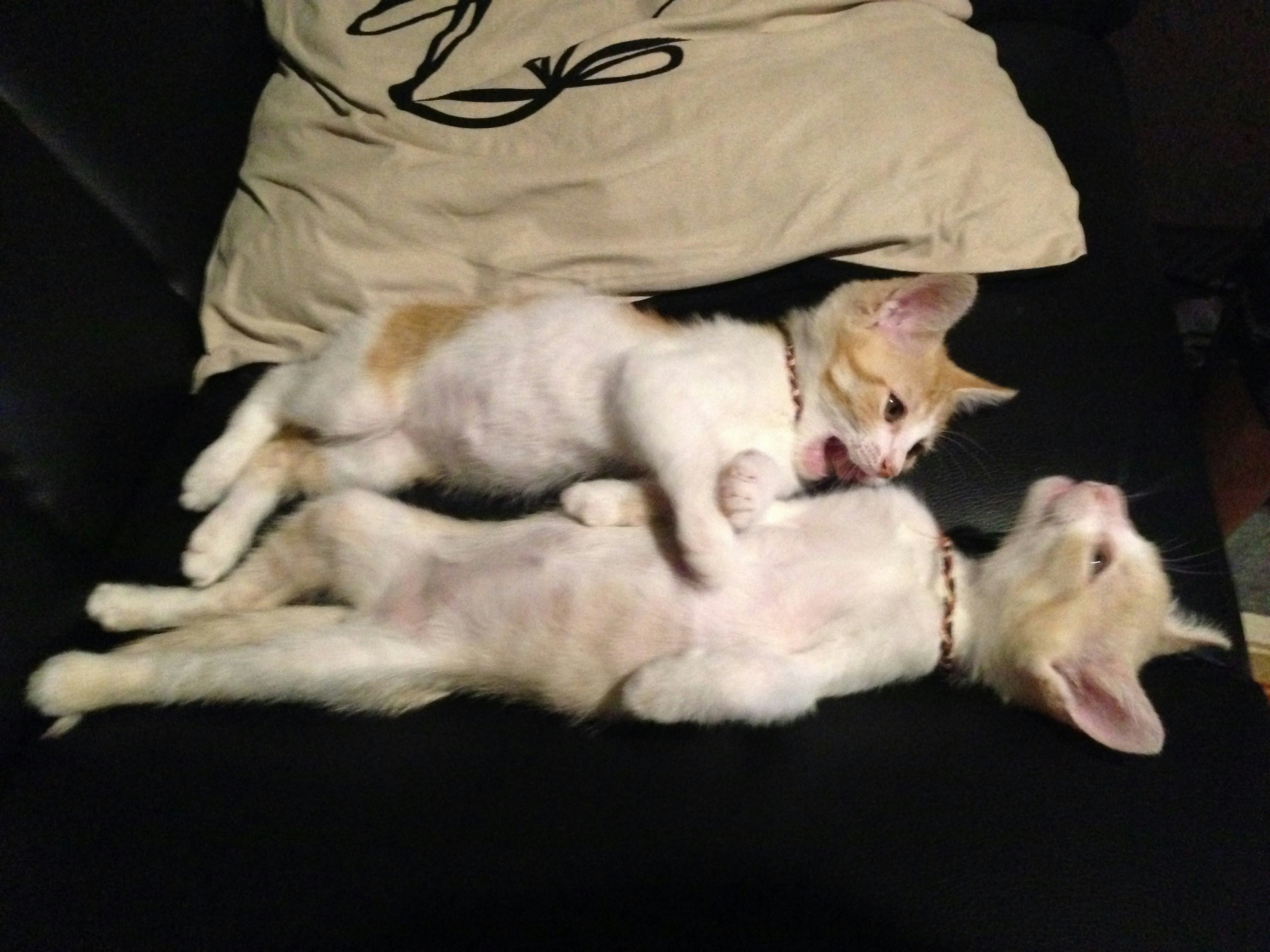 Induk kucing menggendong anak kucing di atas tempat tidur