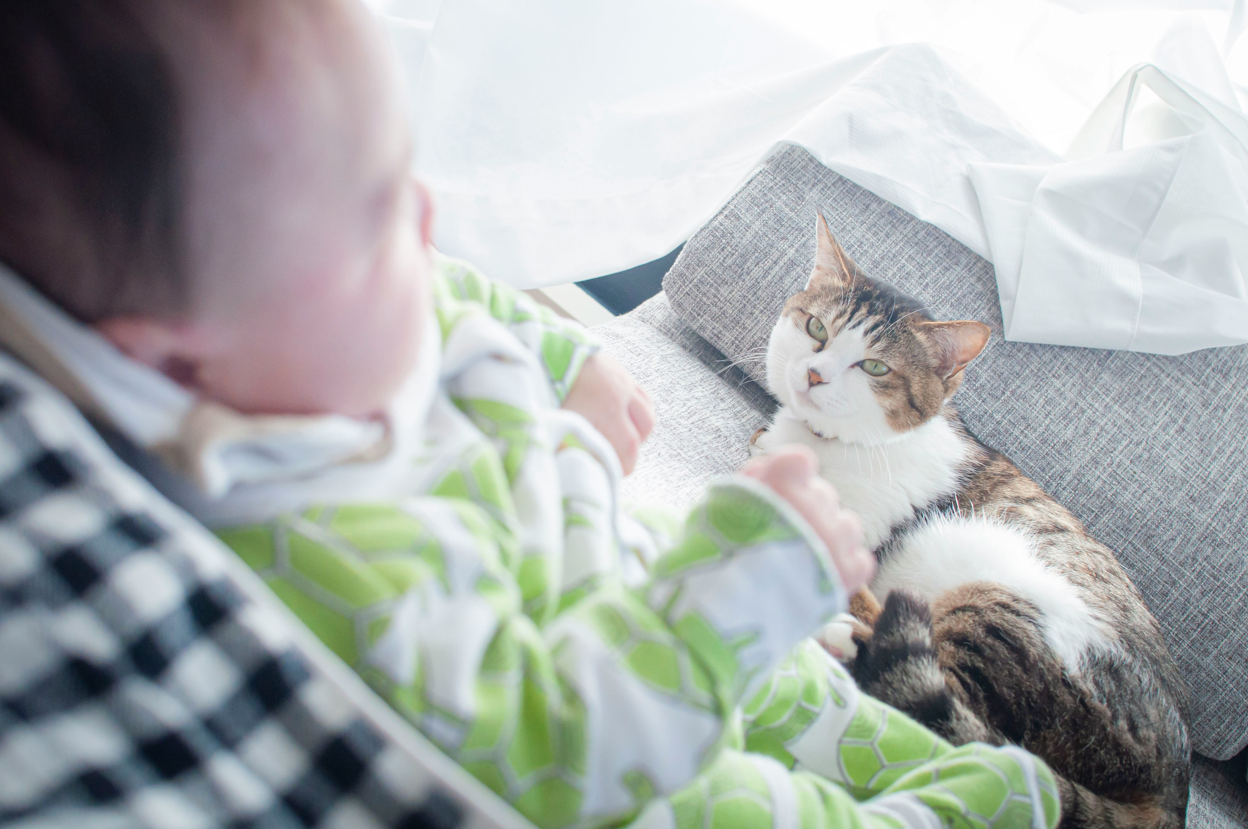 ソファでくつろぐ猫と赤ちゃんの家族