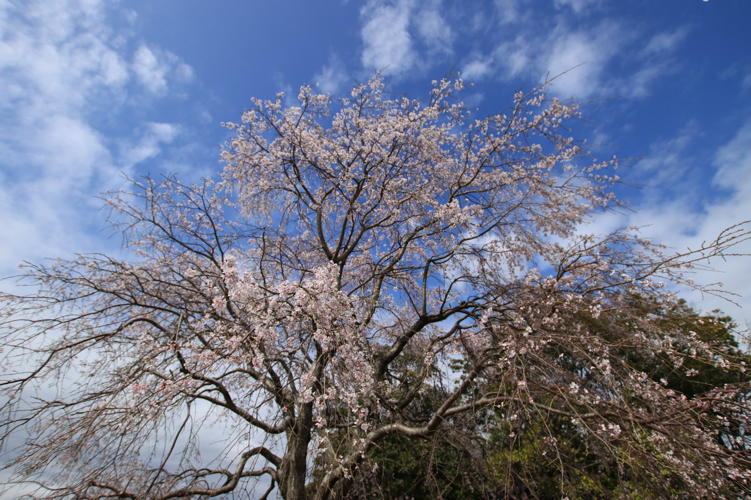 Una bella vista di un albero di ciliegio sotto cieli blu