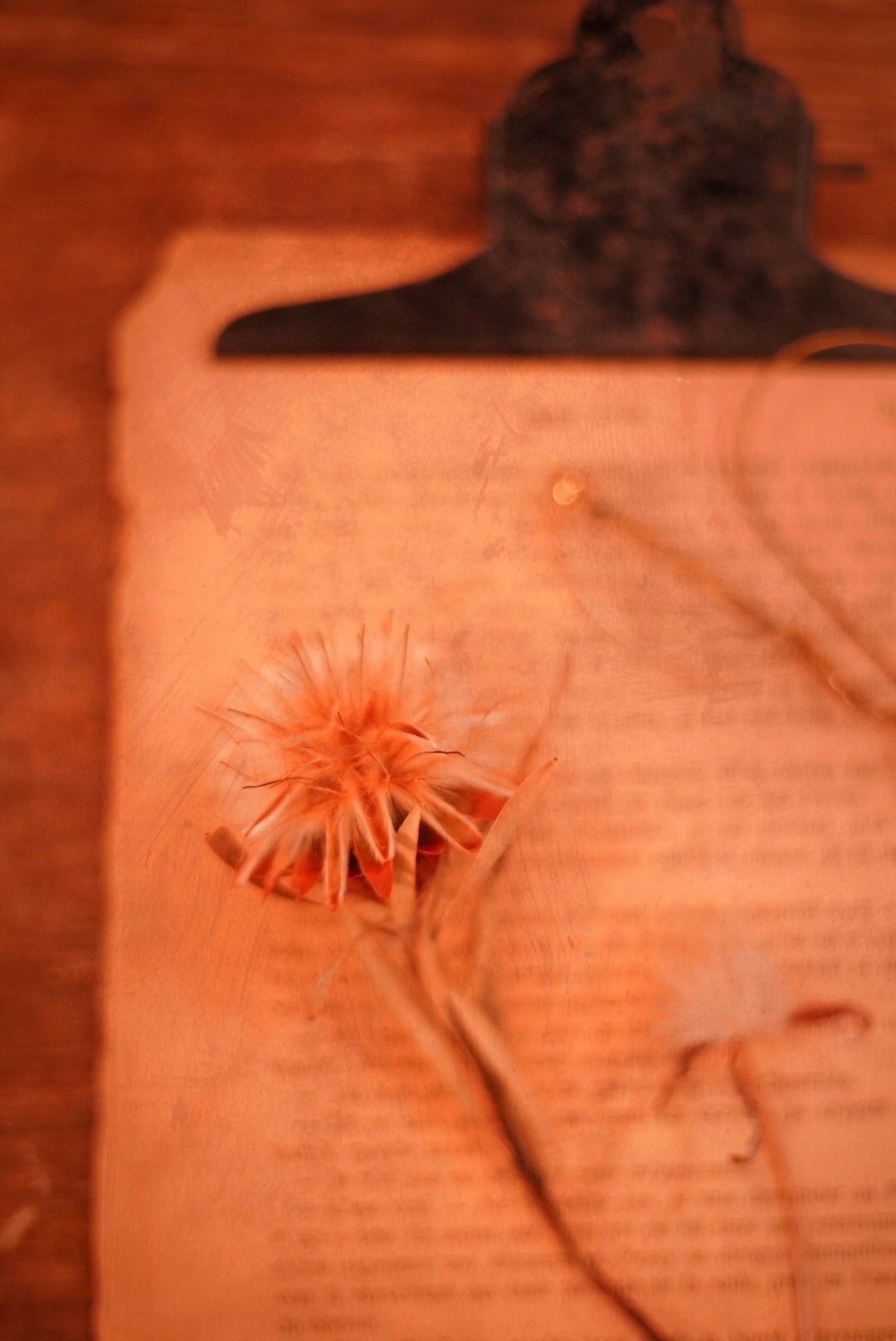 still life of an orange paper page with a small flower and handwritten text