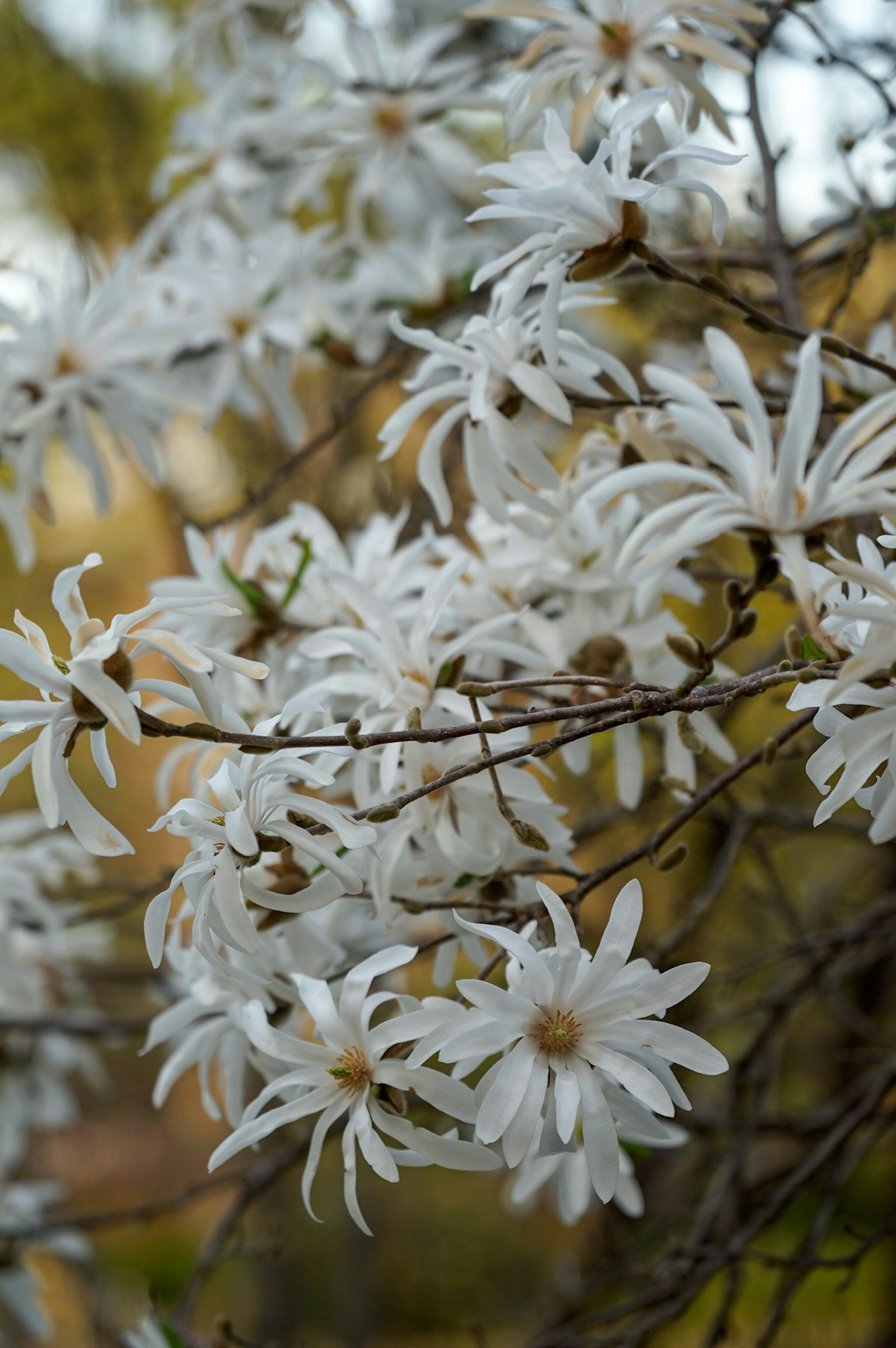 Close-up of branches with blooming white flowers