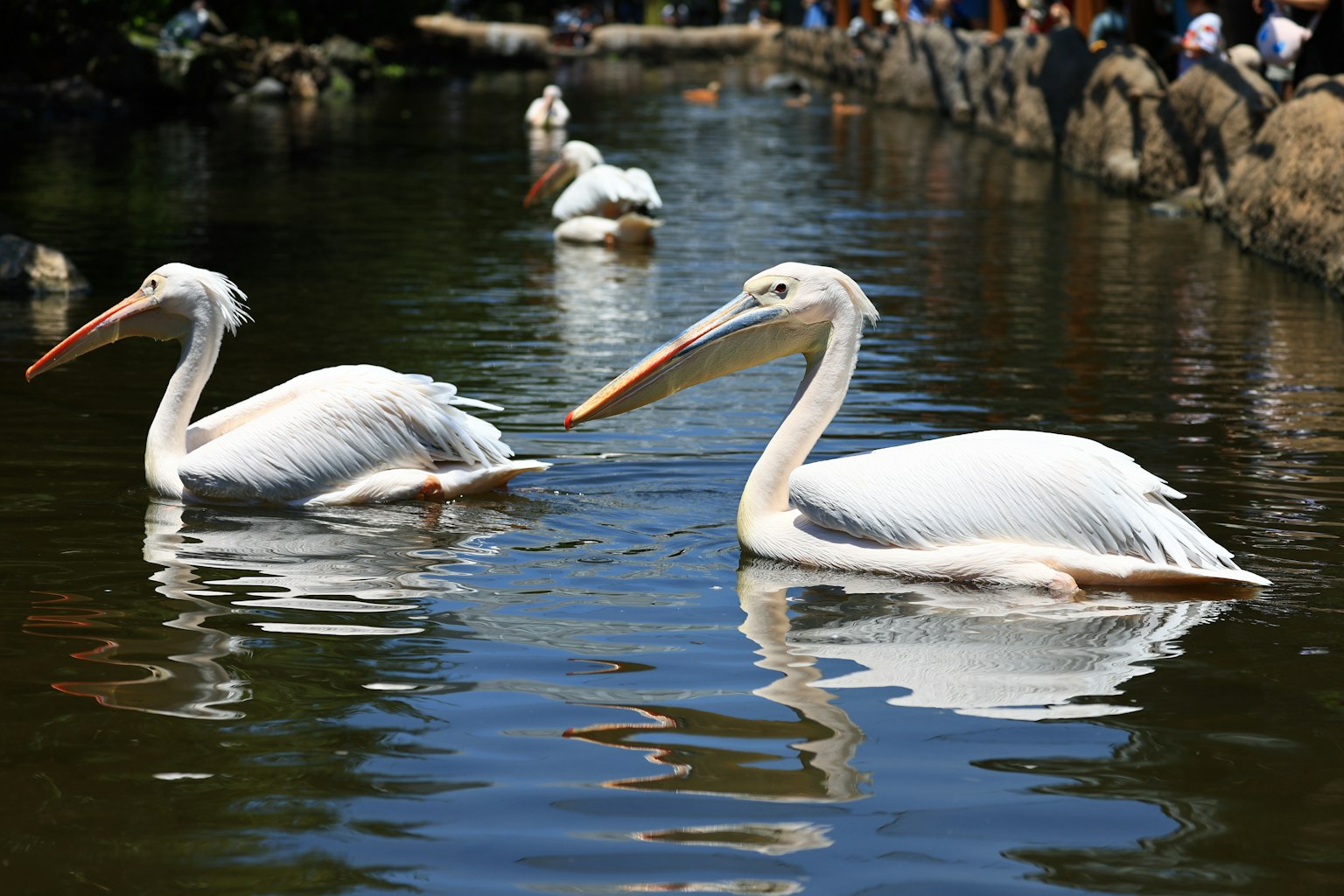 Two white pelicans swimming in a serene pond