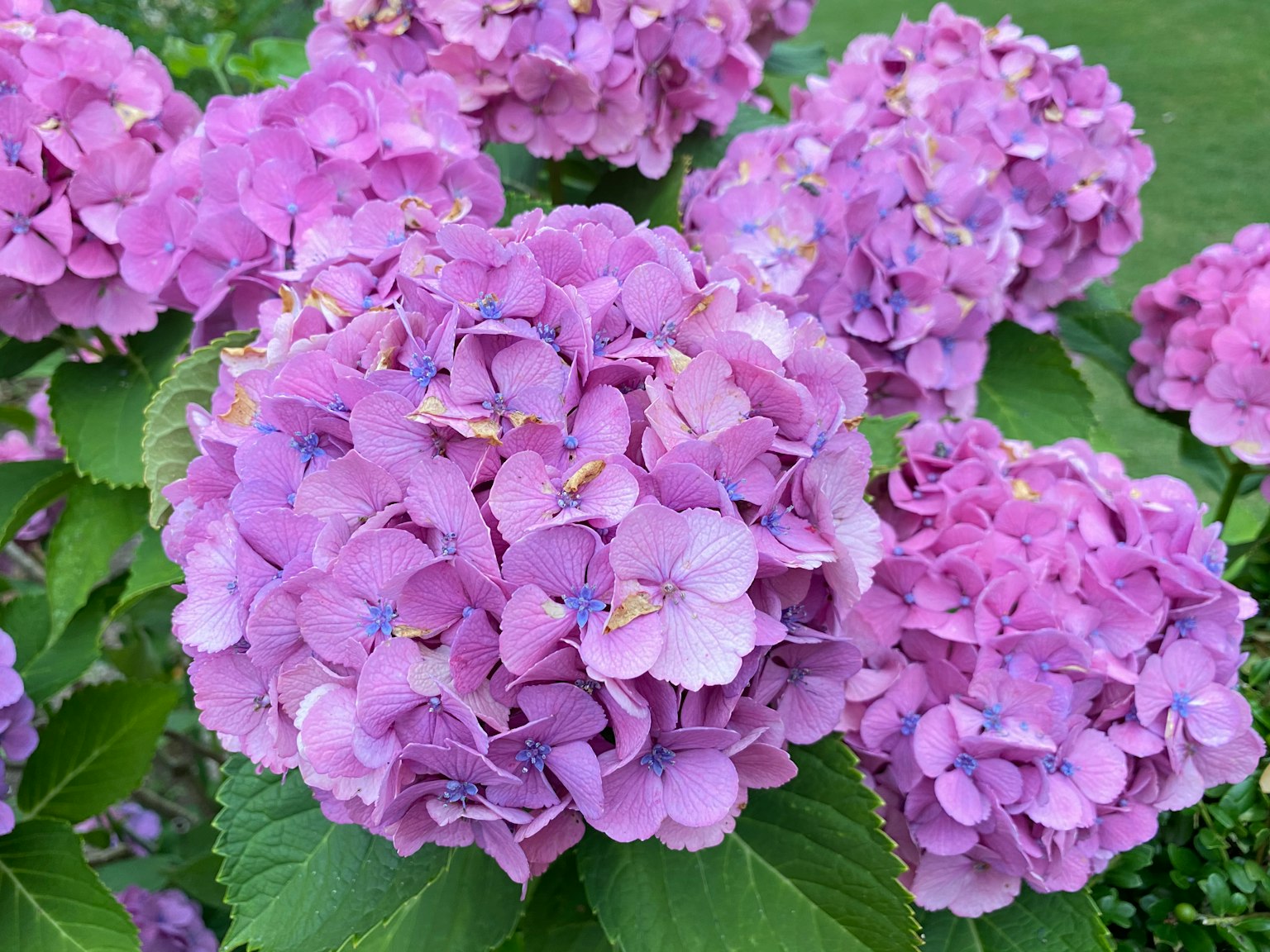 Un gruppo di fiori di ortensia viola in piena fioritura