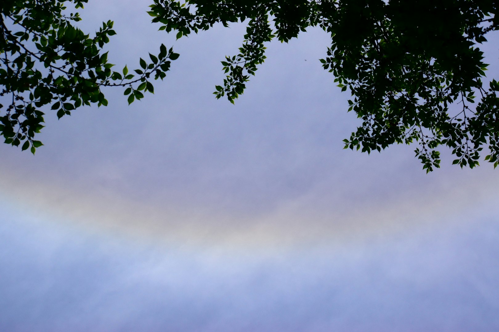 逆さ虹のように見える空と雲、木の葉のある風景