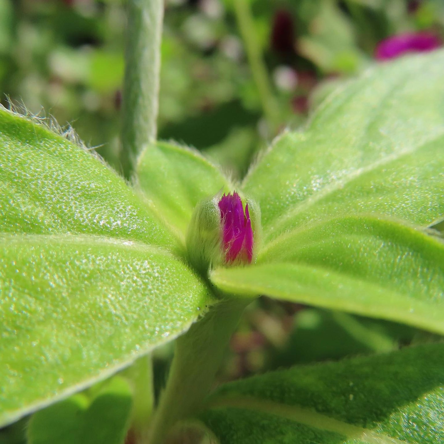 特写植物，绿色叶子和紫色花蕾