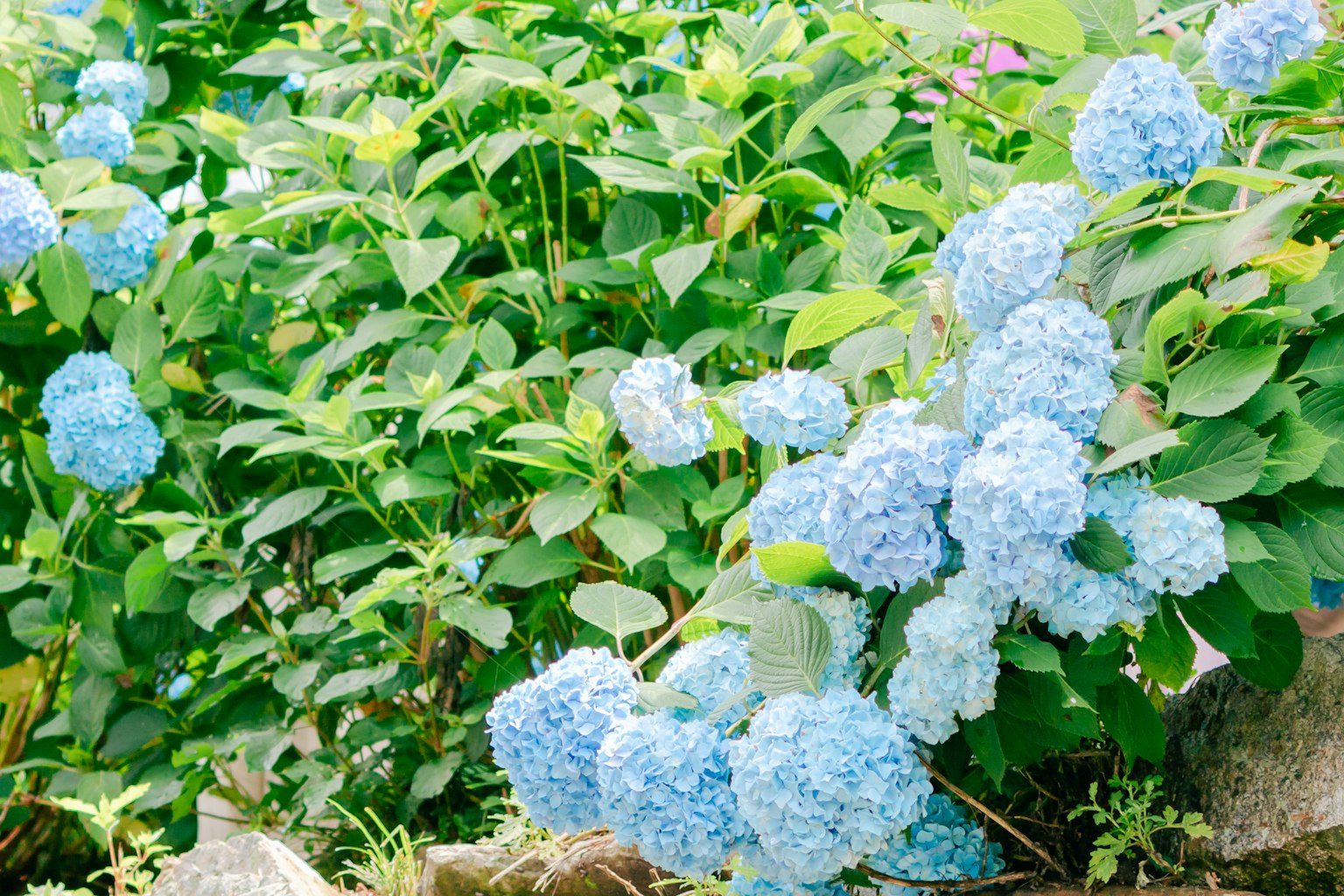 Un cespuglio verde rigoglioso con fiori di ortensia blu in fiore