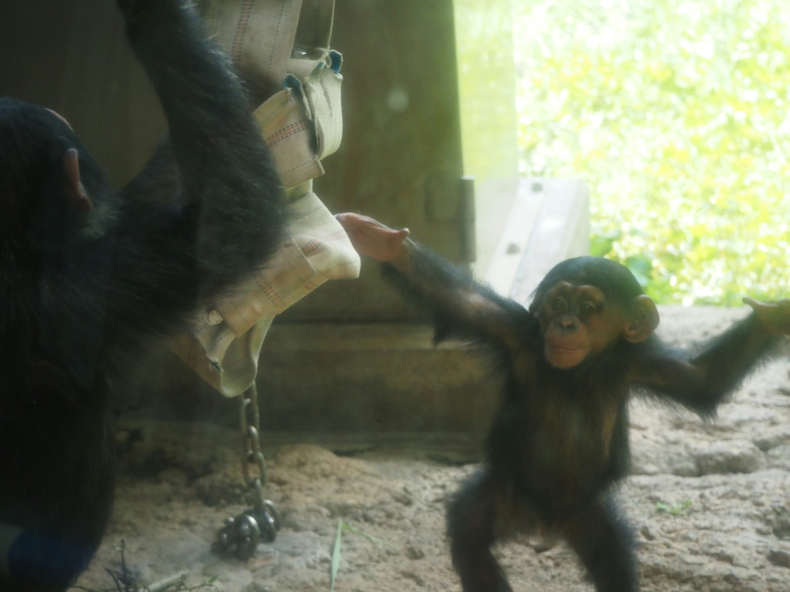 Deux chimpanzés jouant ensemble dans un environnement naturel