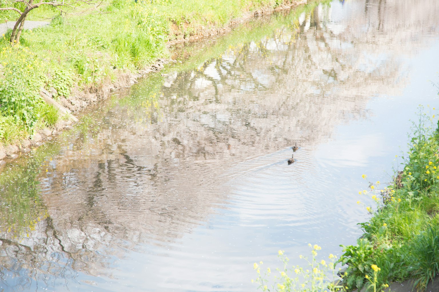 Ruhige Flusslandschaft, die Kirschblütenbäume spiegelt, mit einem kleinen Vogel, der auf dem Wasser schwimmt