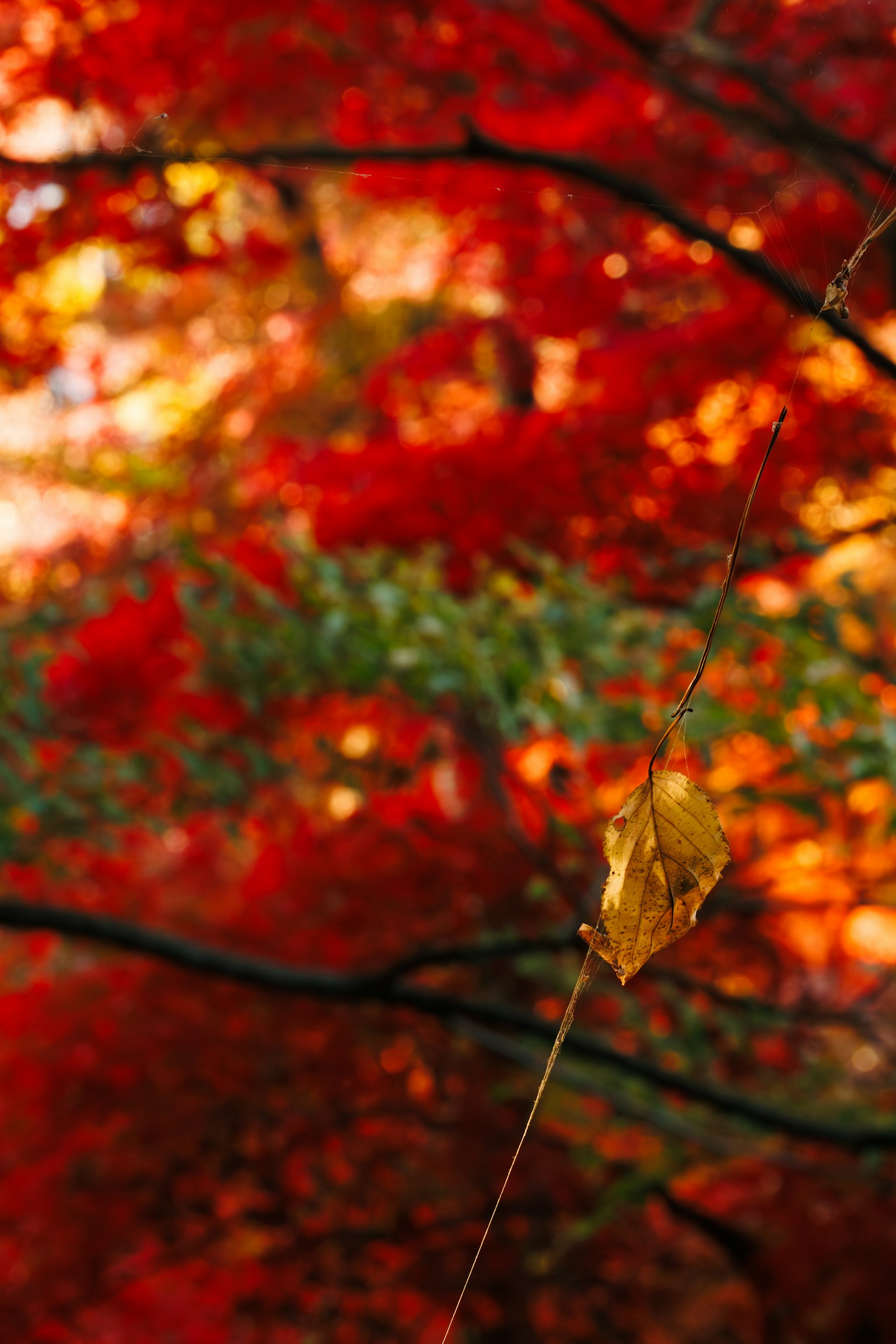 赤い紅葉の背景に一枚の黄色い葉がぶら下がっている