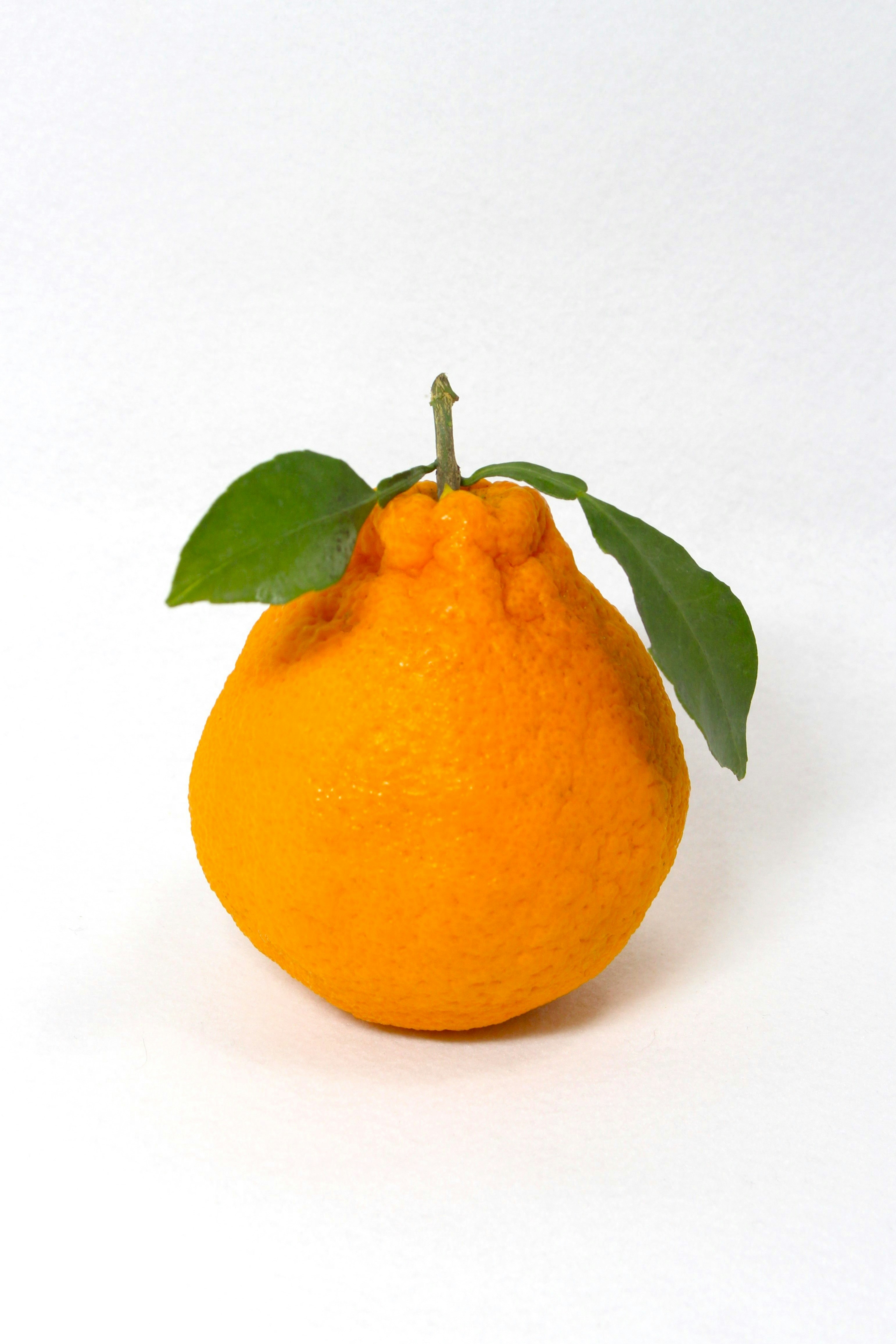 orange citrus fruit on a white background