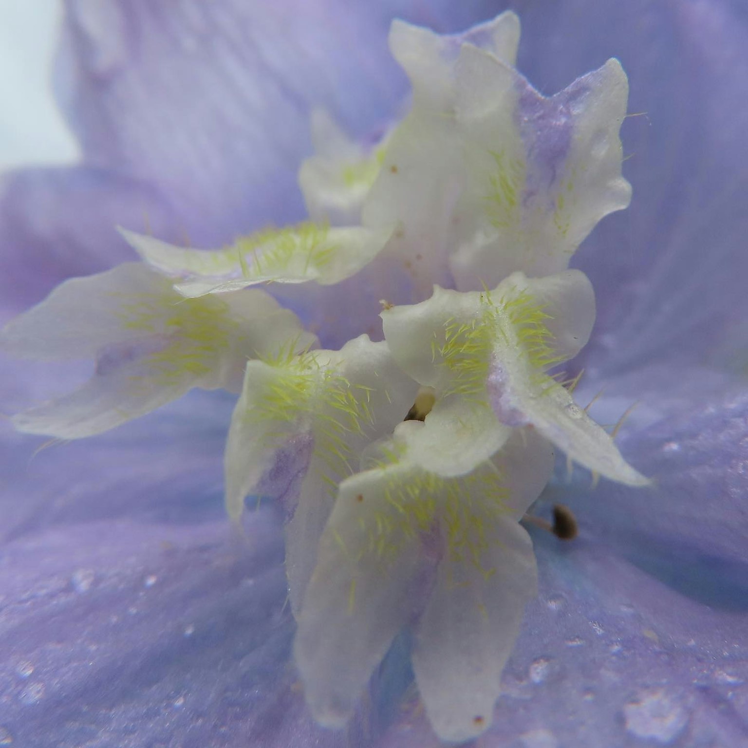 淡い紫色の花のクローズアップで、白い花びらが特徴的