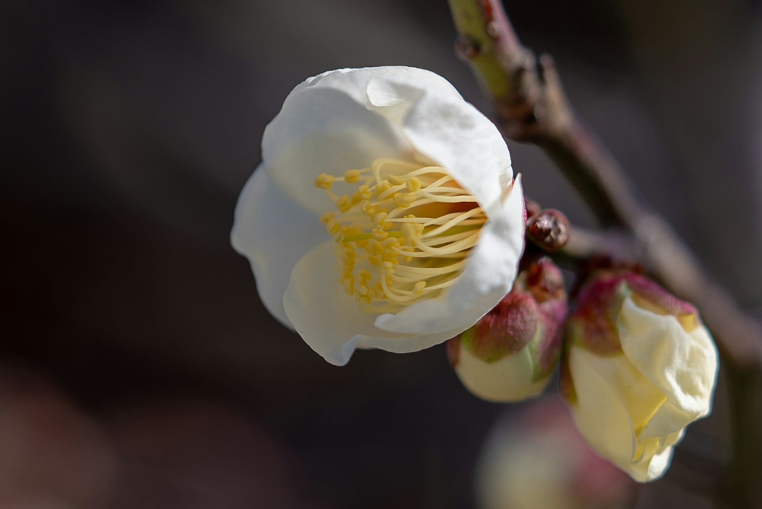 白色梅花特写，带有黄色雄蕊和花蕾