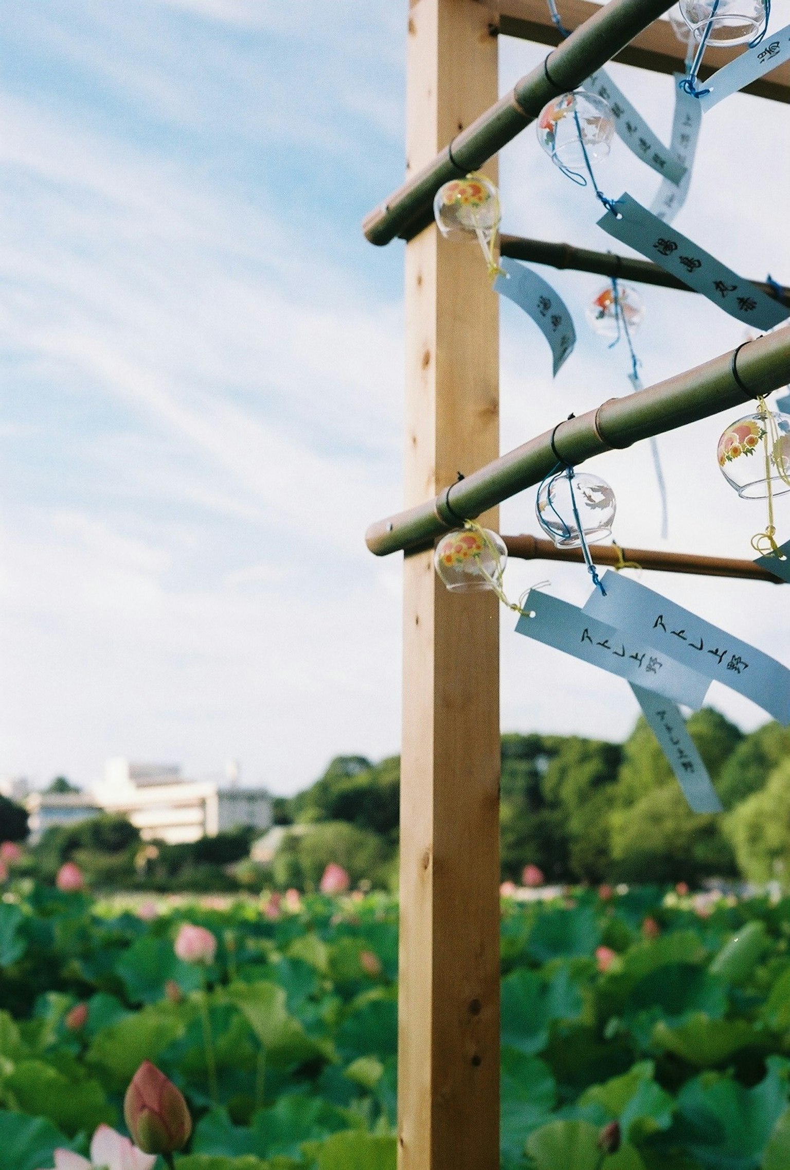 青空の下に広がる蓮の花と木製の支柱に飾られた短冊