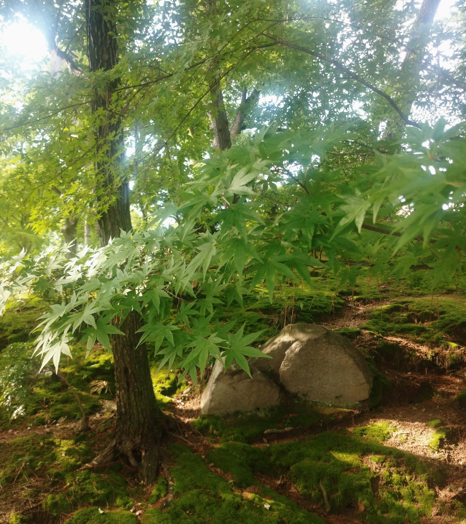 大岩石旁边有绿色叶子的树和苔藓覆盖的地面
