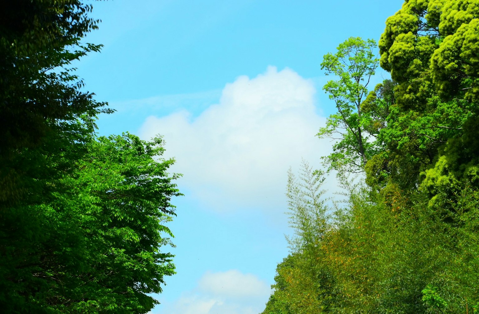 Scenic view of a tree-lined road under a blue sky