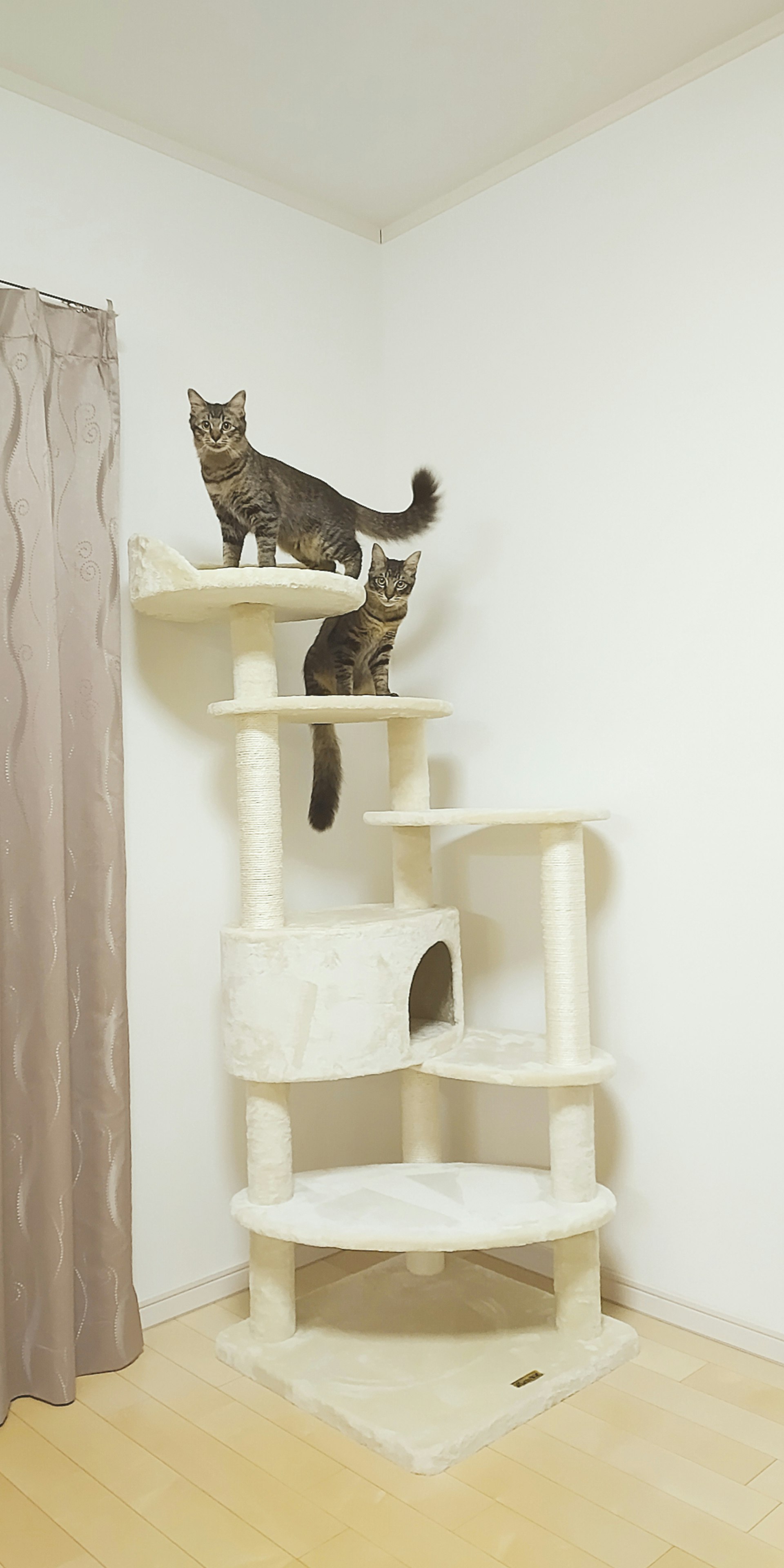 キャットタワーの上でくつろぐ猫のきょうだい