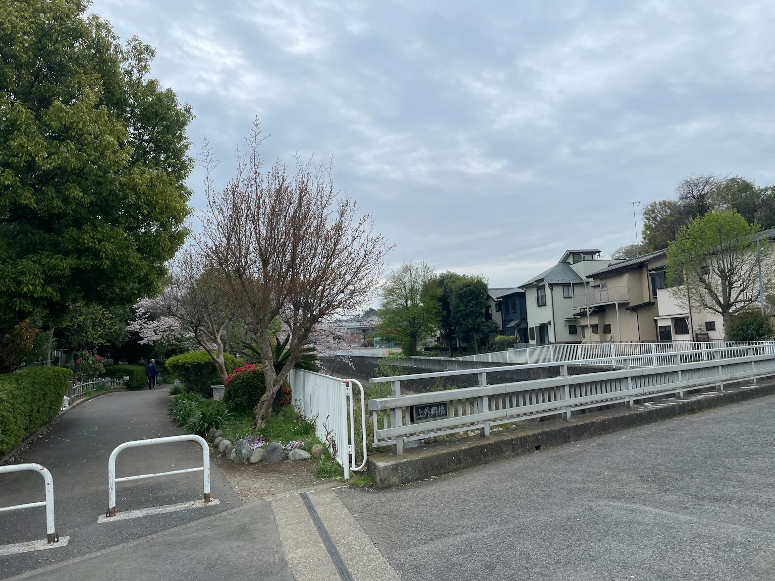 Scène de rue tranquille avec des cerisiers et des bâtiments résidentiels