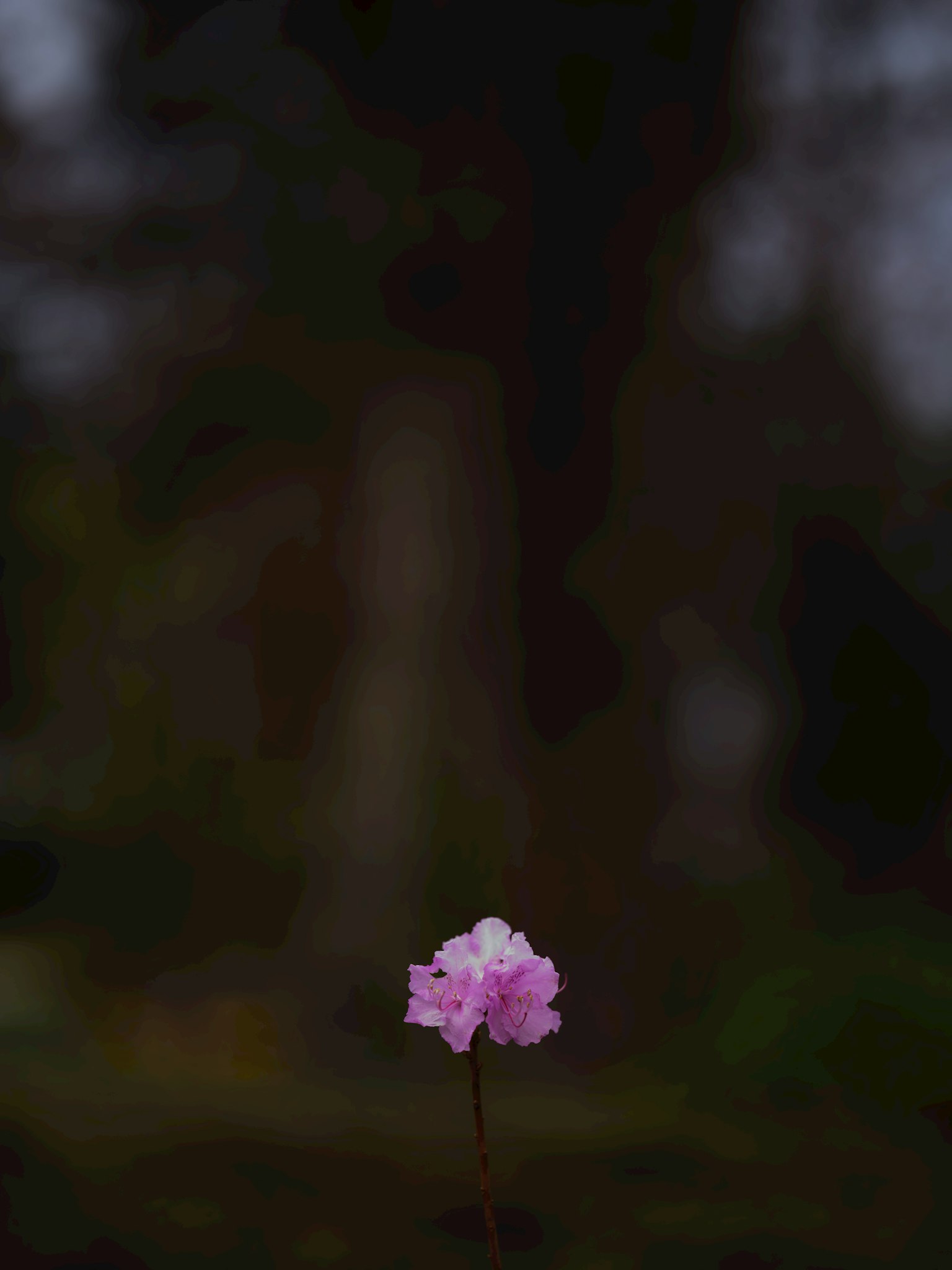 一朵粉色花朵站在黑暗背景中