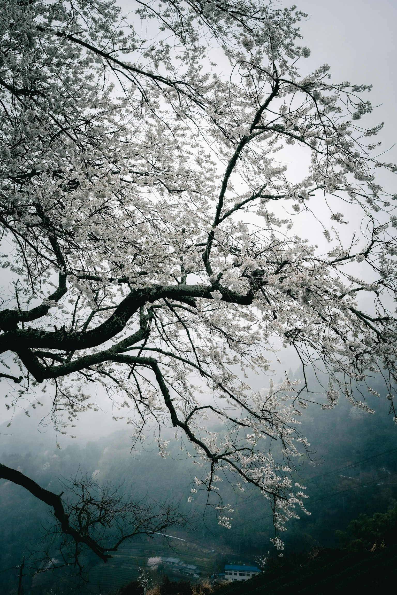 霧中白色櫻花和樹枝的美麗景觀