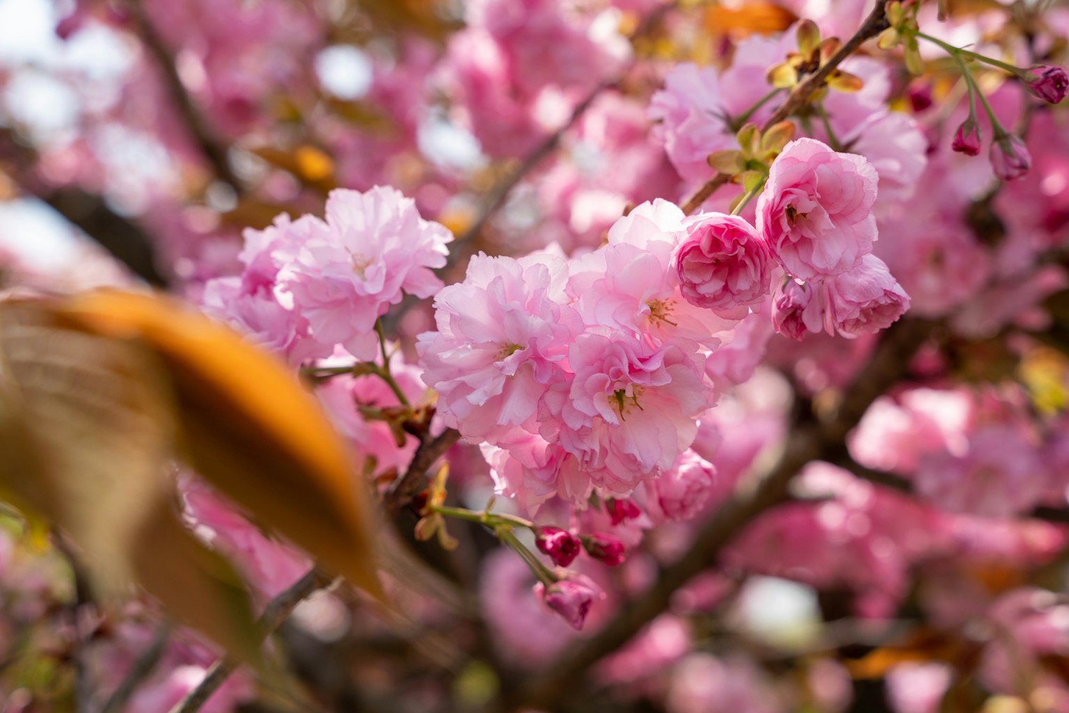 Kedekatan bunga sakura yang indah di cabang