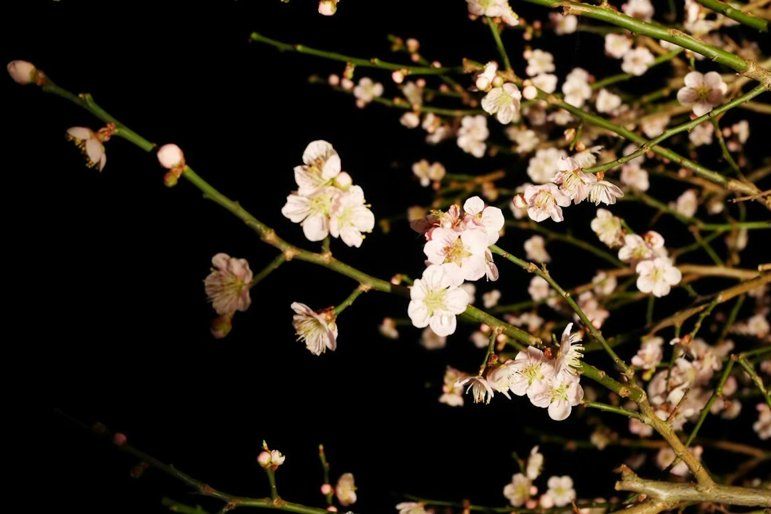 Branche de fleurs blanches en fleurs sur fond sombre