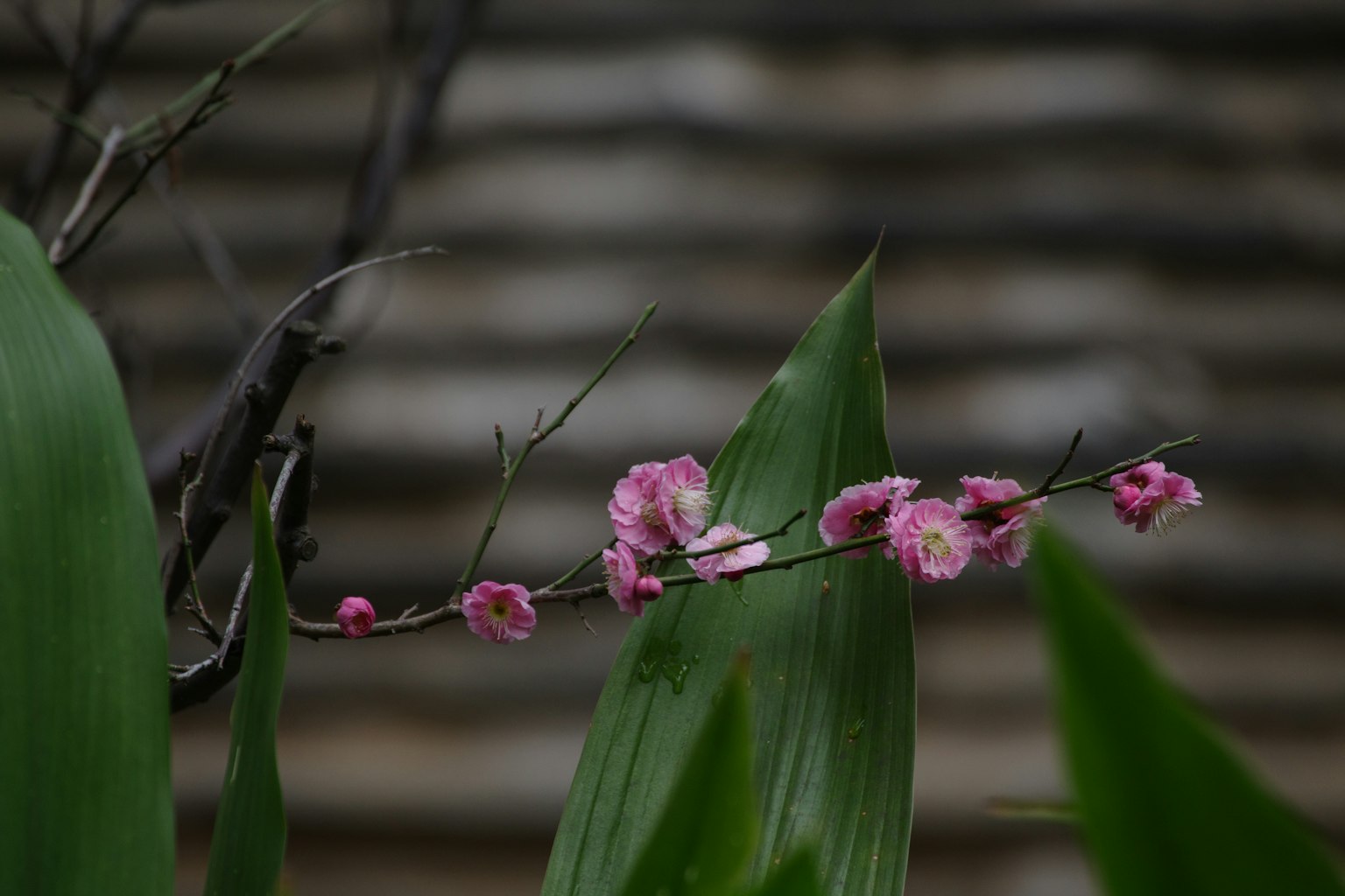 A branch with vibrant pink flowers and green leaves stands out against a blurred background