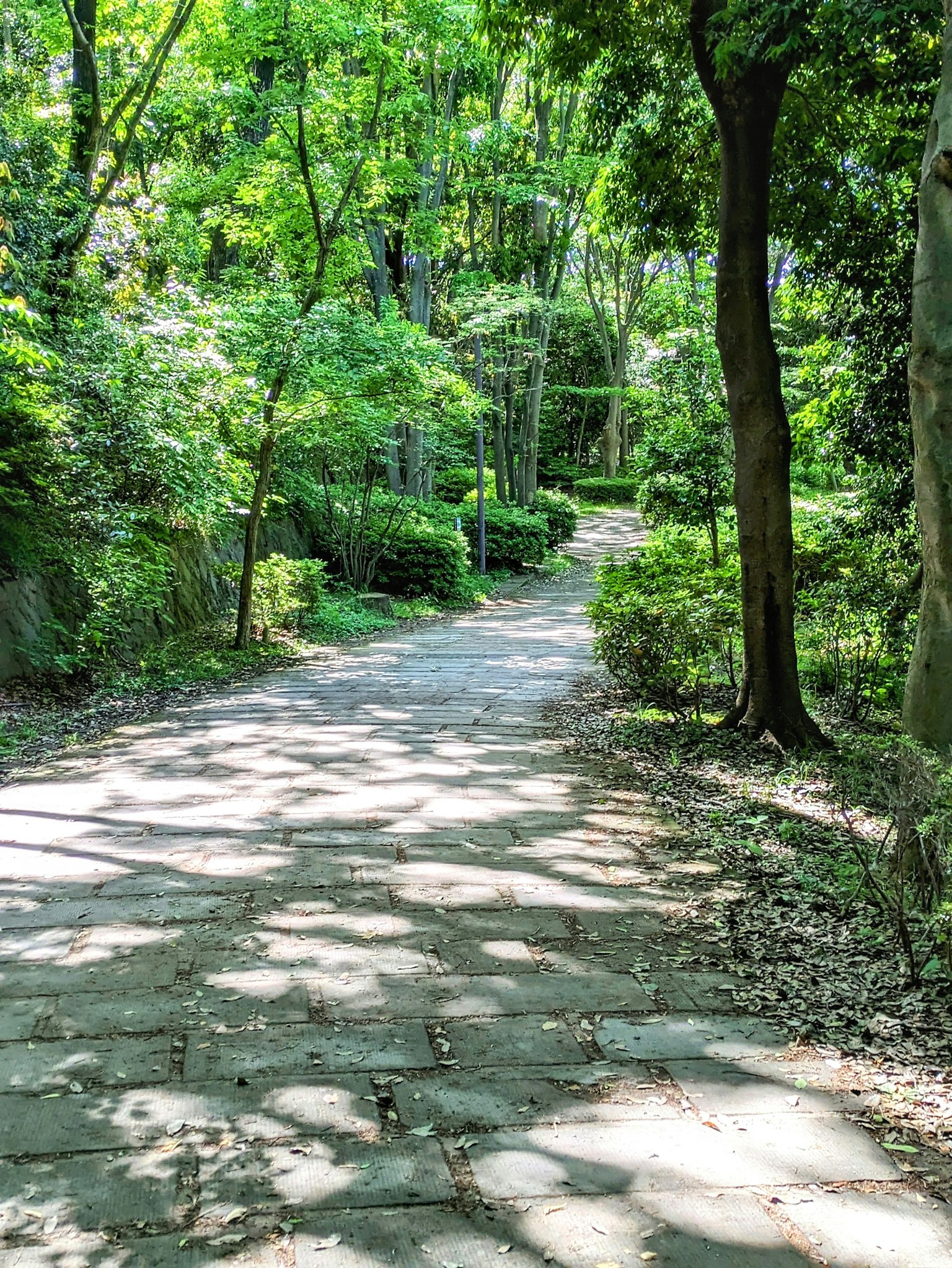 A serene pathway surrounded by lush greenery and tree shadows