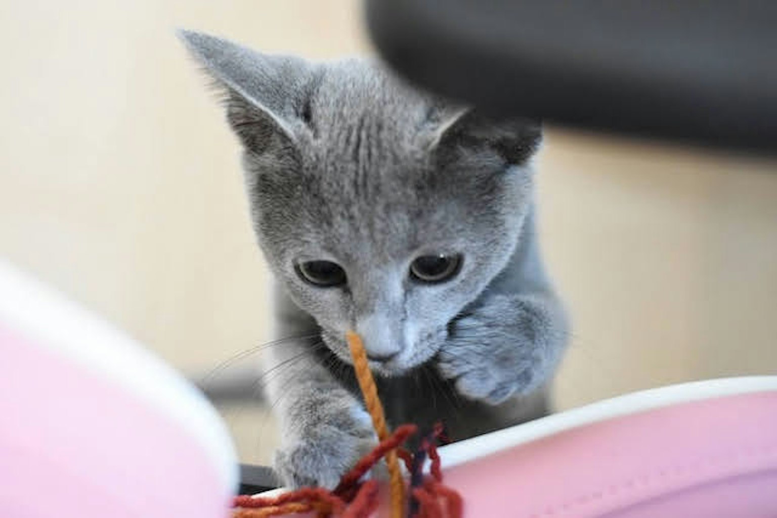 Gattino grigio che gioca con un filo