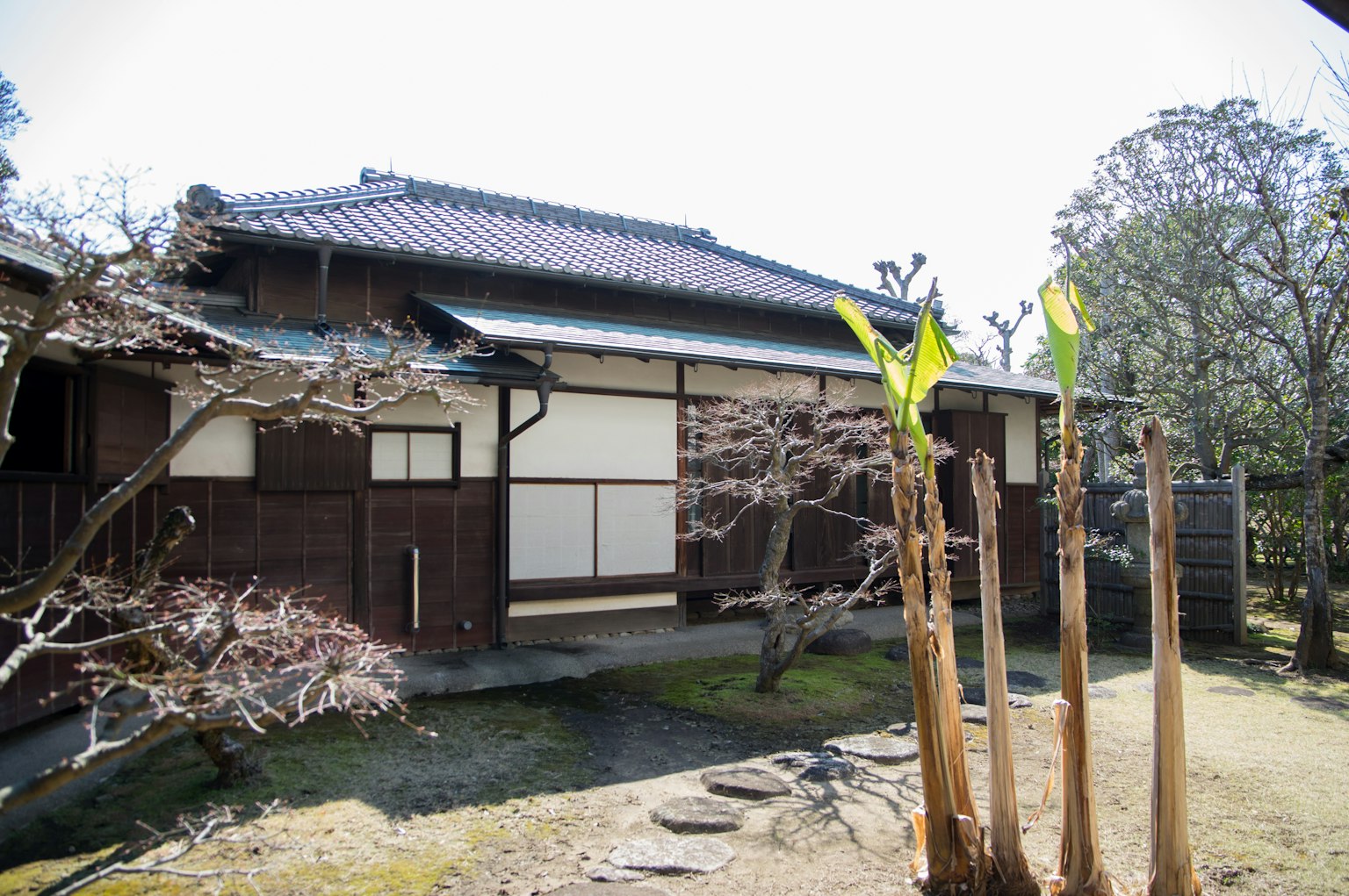 传统日本房屋外观和新植物芽