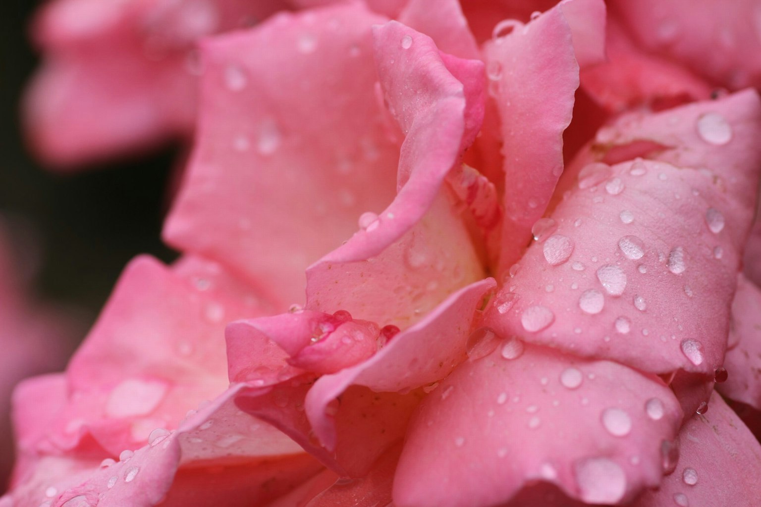 Close-up of pink rose petals with droplets of water
