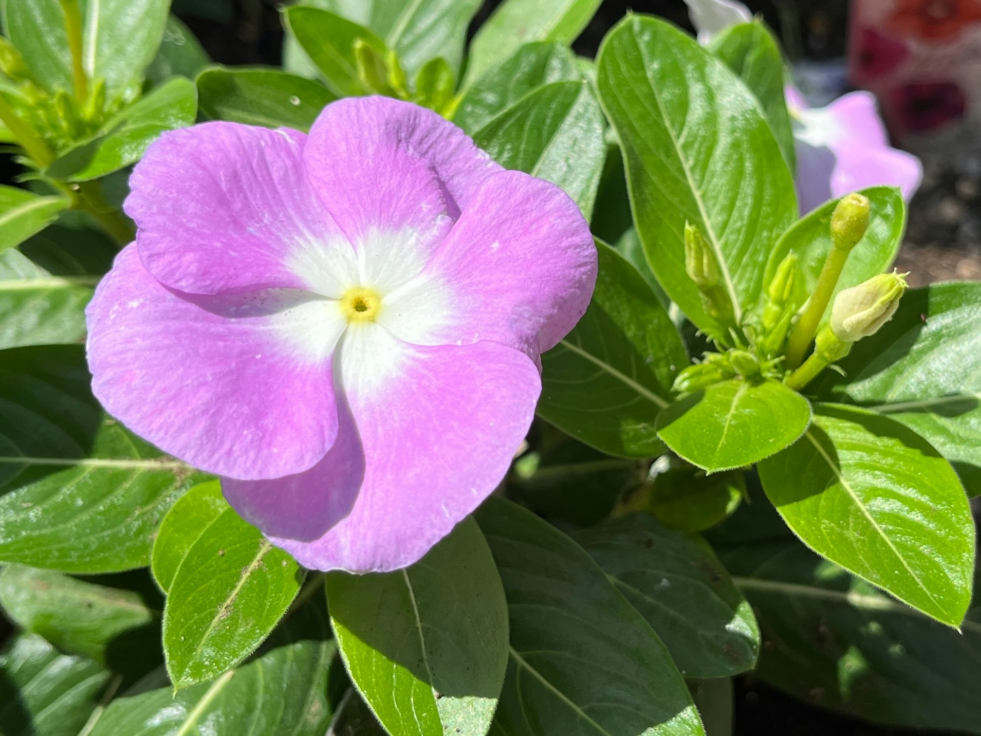 雨上がりの葉に咲く薄紫のツルニチニチソウの花