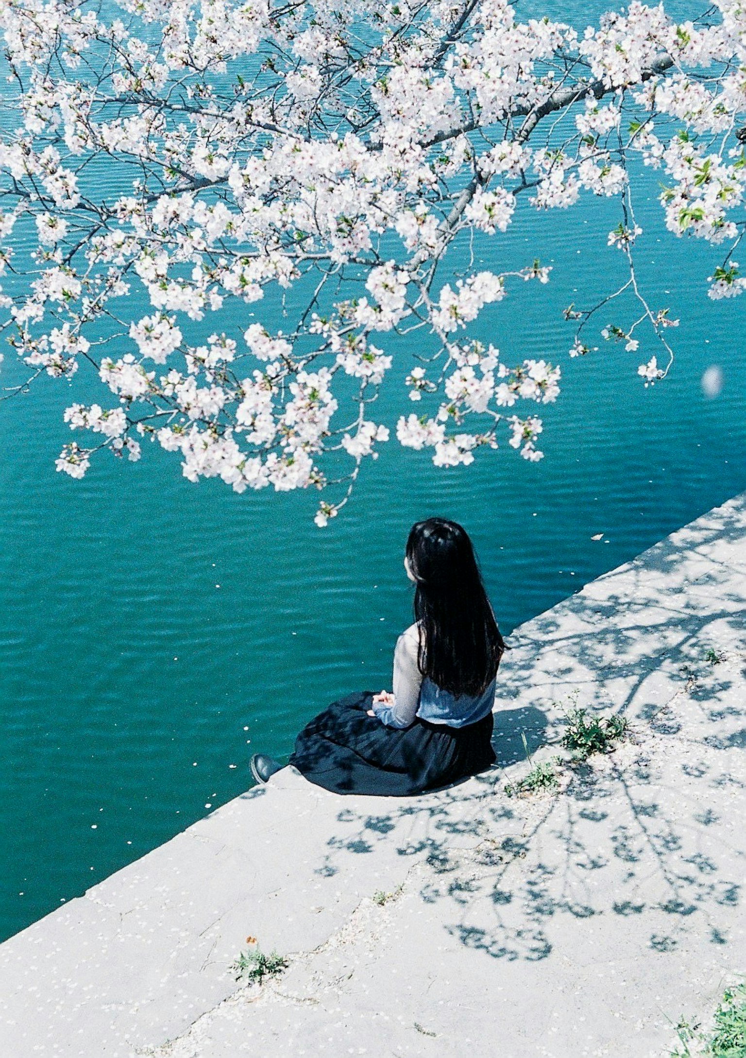 Một người phụ nữ ngồi bên nước dưới cây anh đào