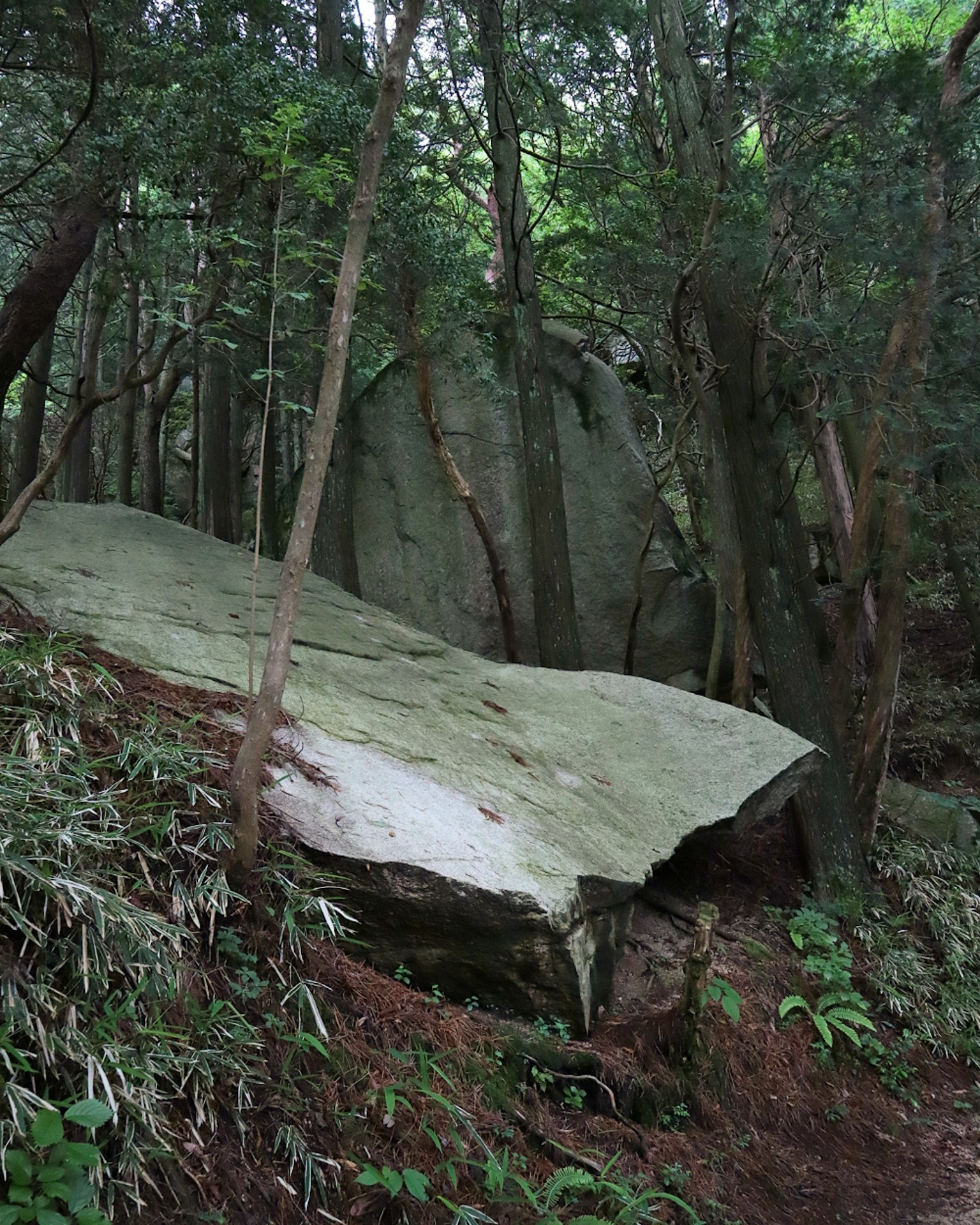 Ein großer Felsen zwischen Bäumen in einem Wald
