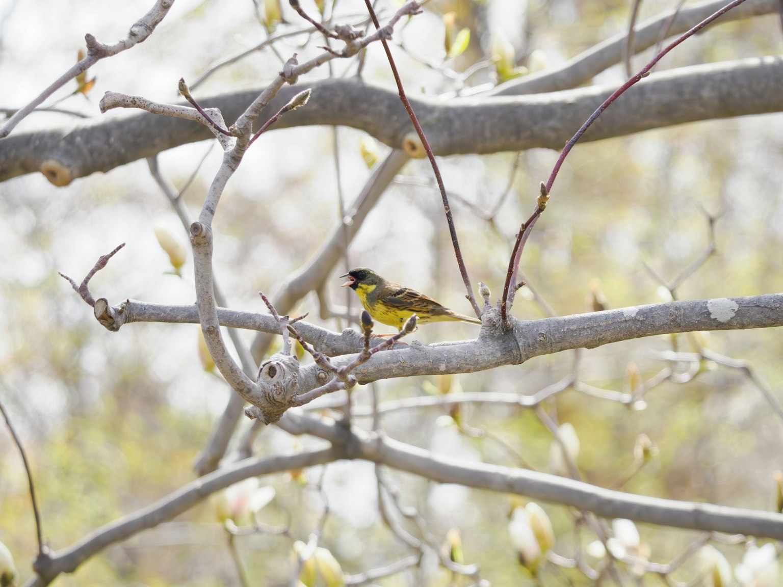 Kleiner gelber Vogel auf einem Ast mit Frühlingsknospen