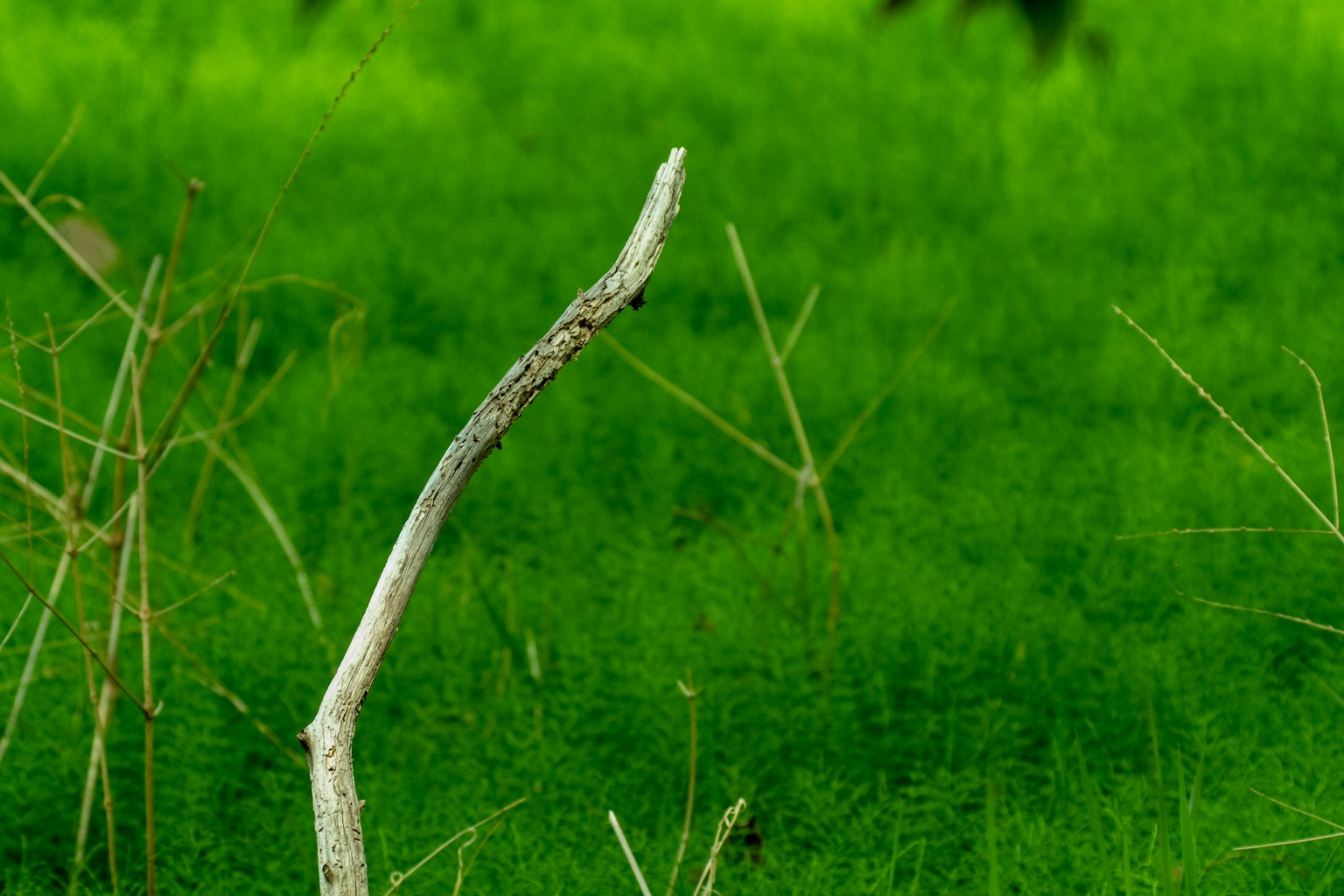 Un ramo sottile che si erge su uno sfondo verde vibrante