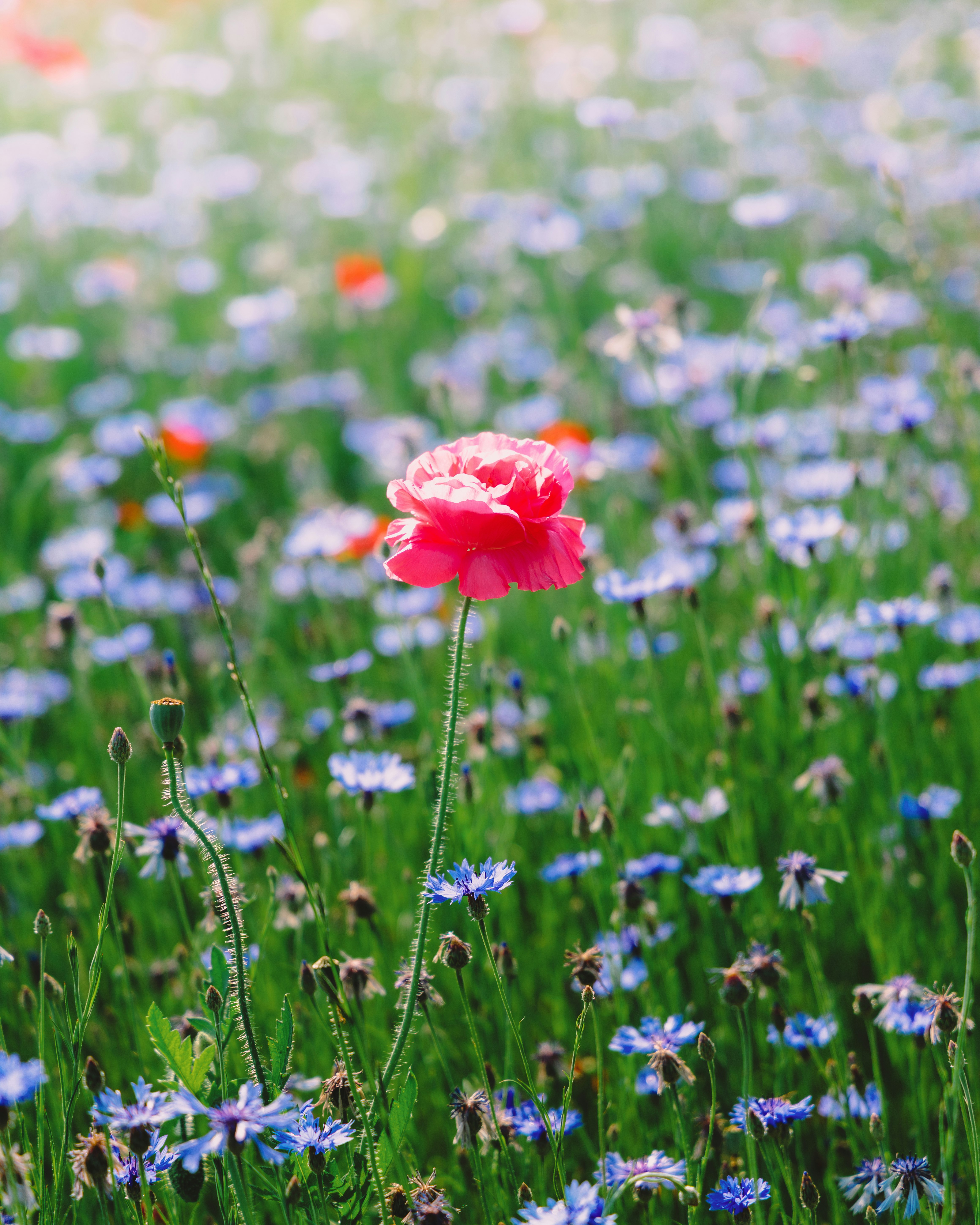 ピンクの花が咲く草花の花畑