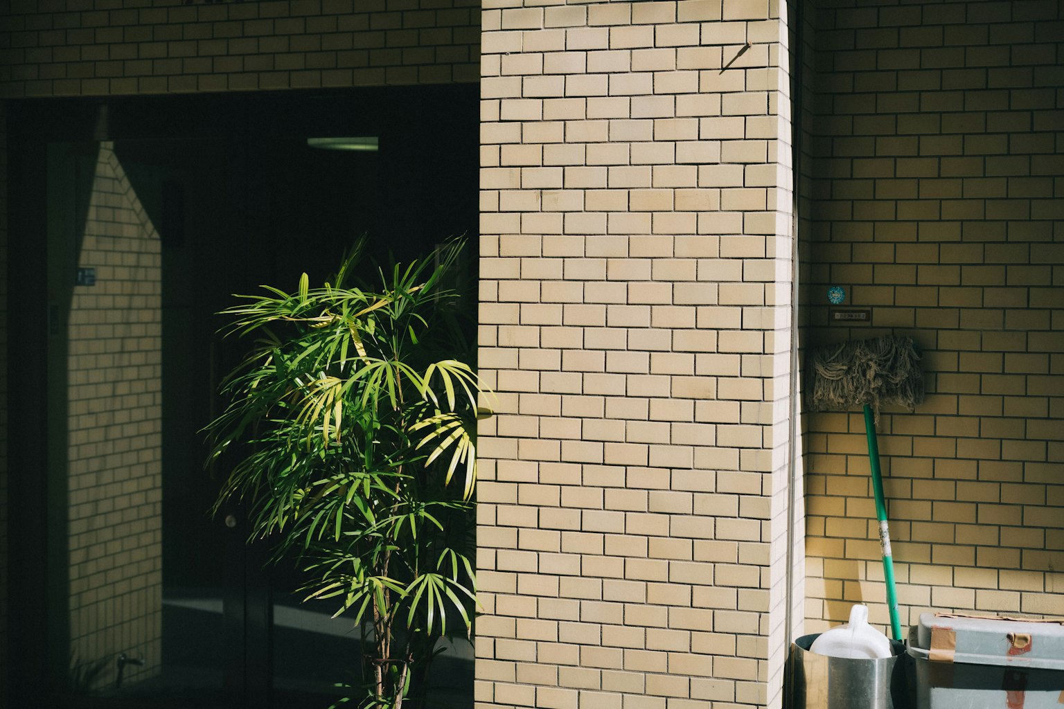 Un espace simple avec un mur carrelé lumineux et une plante verte